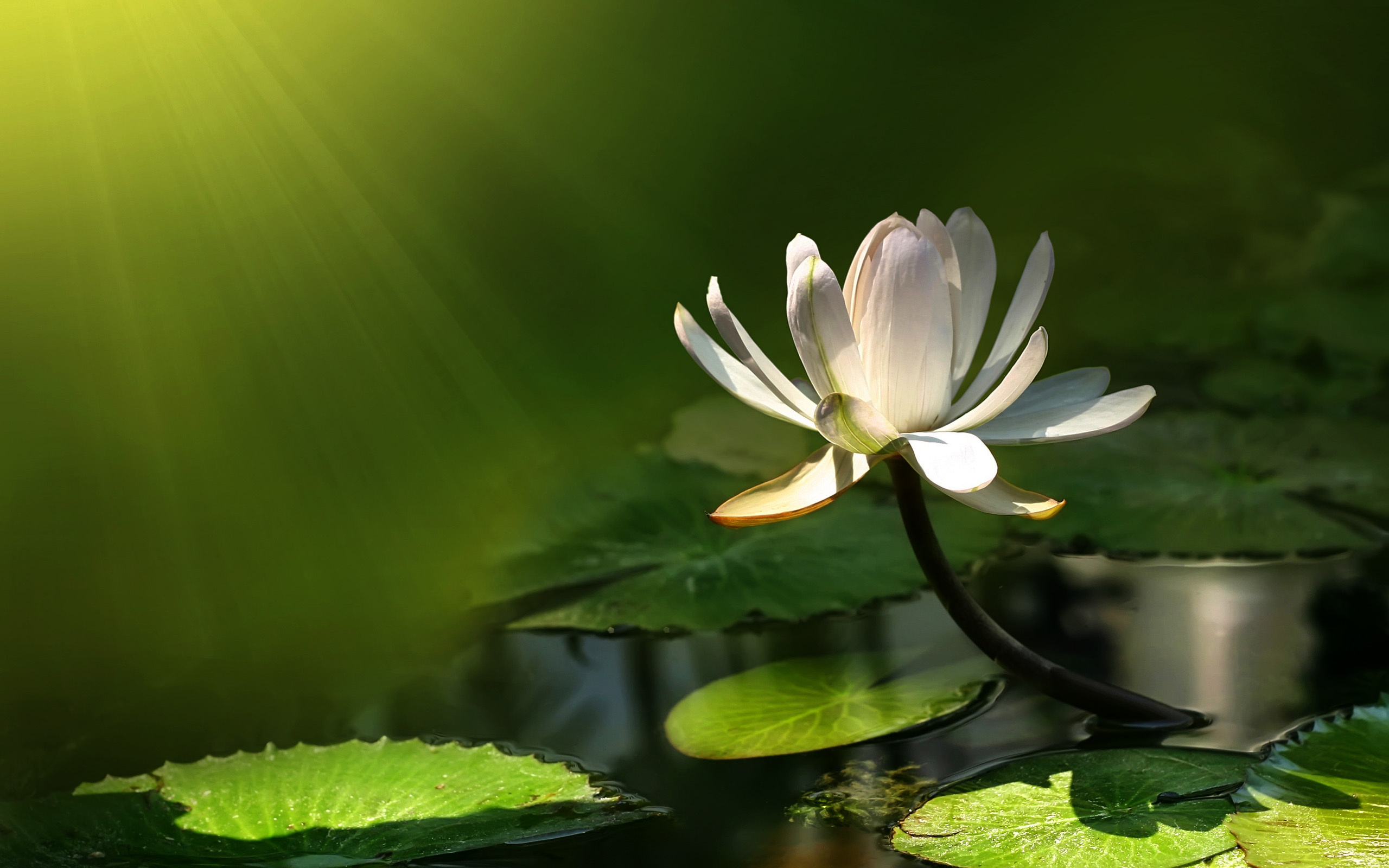 flowers, water lily, earth, flower UHD