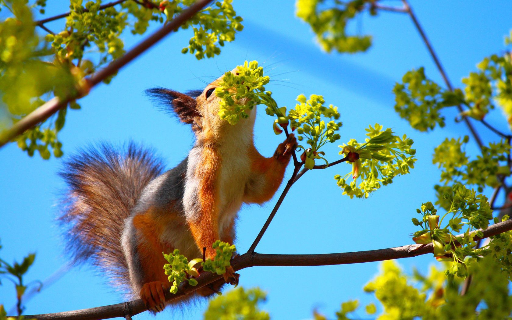 wood, animals, squirrel, flowers, tree, branch High Definition image