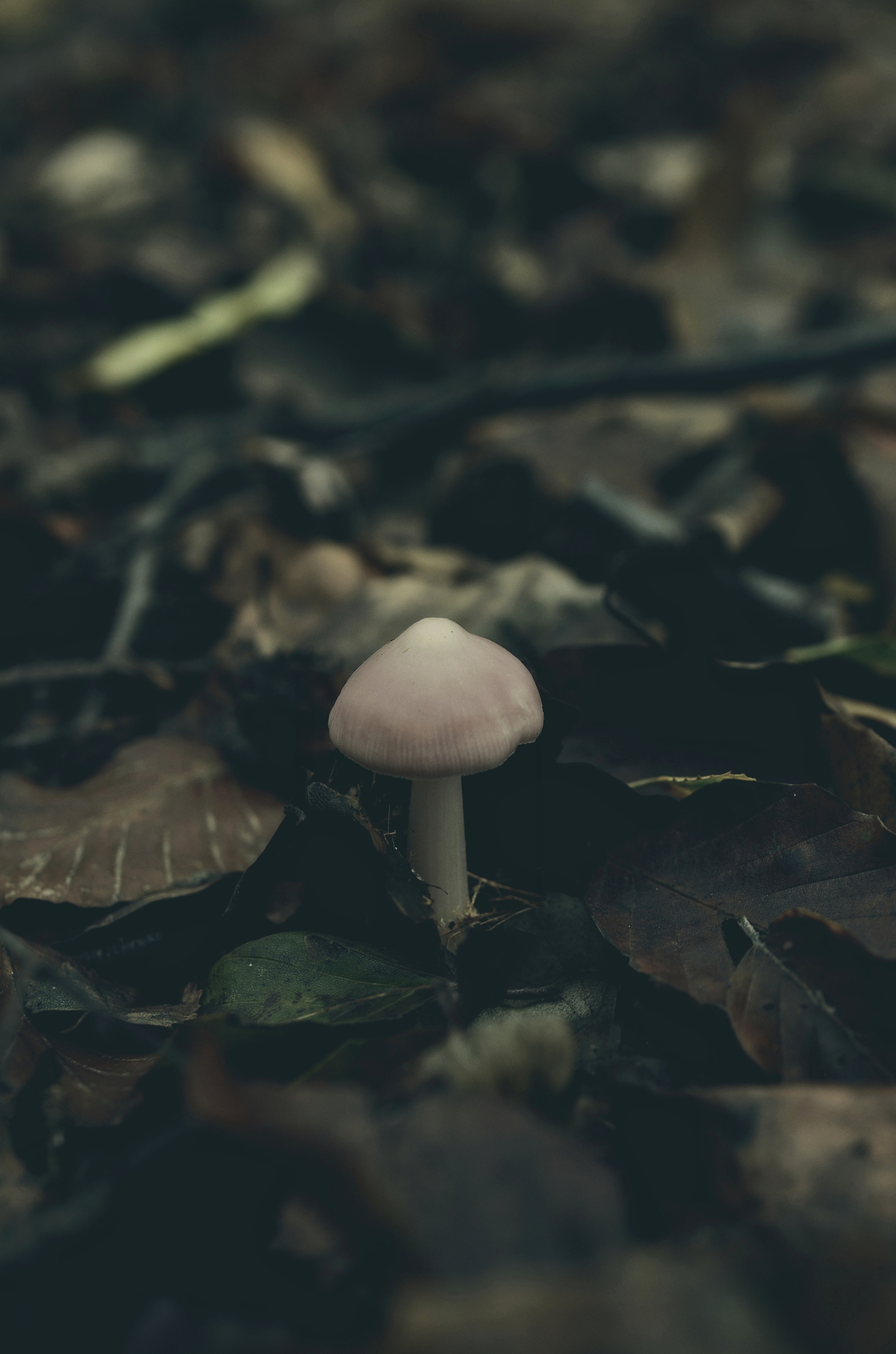 mushroom, autumn, macro, foliage phone background