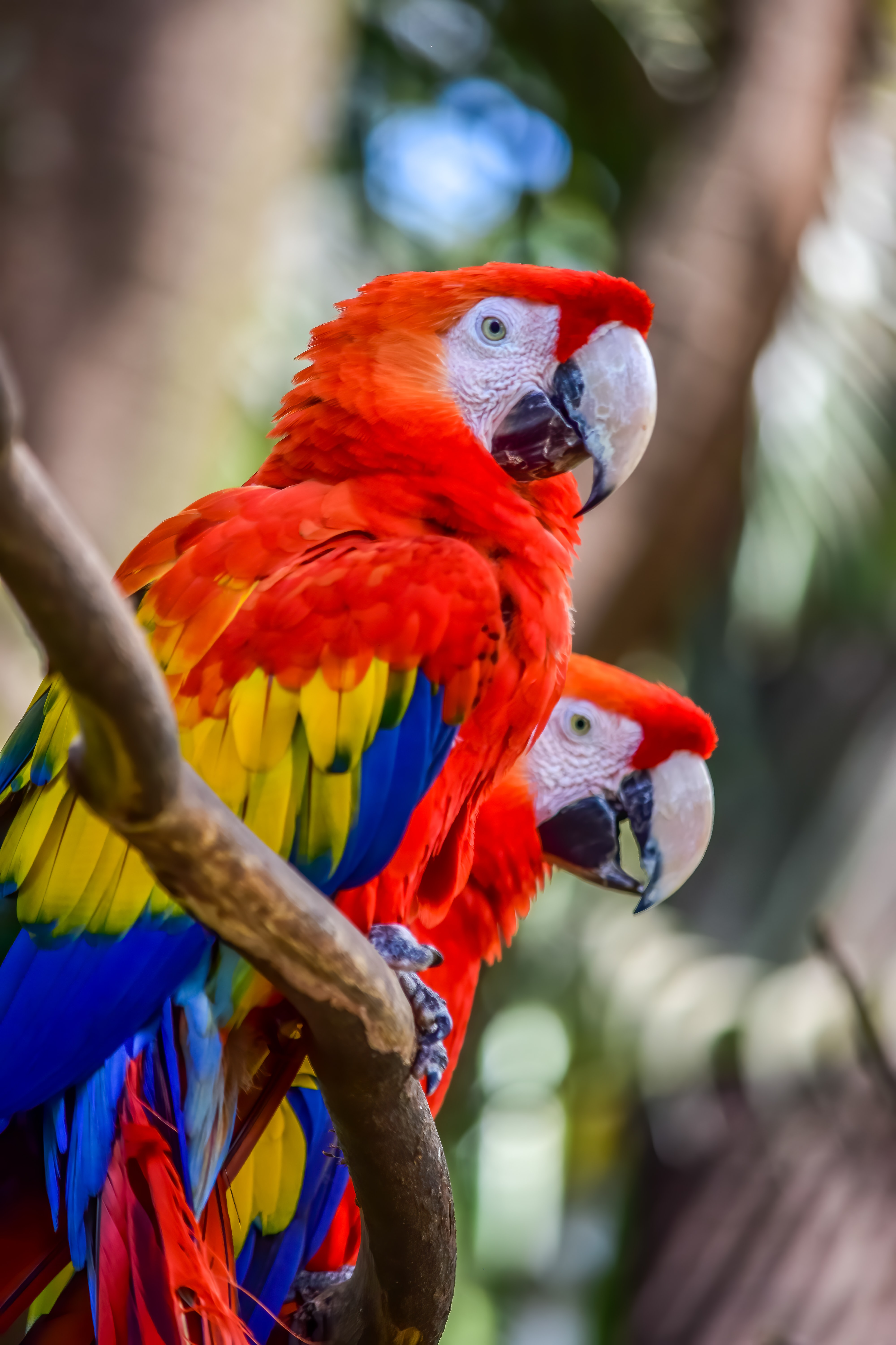 birds, parrots, animals, wildlife, multicolored, motley, macaw