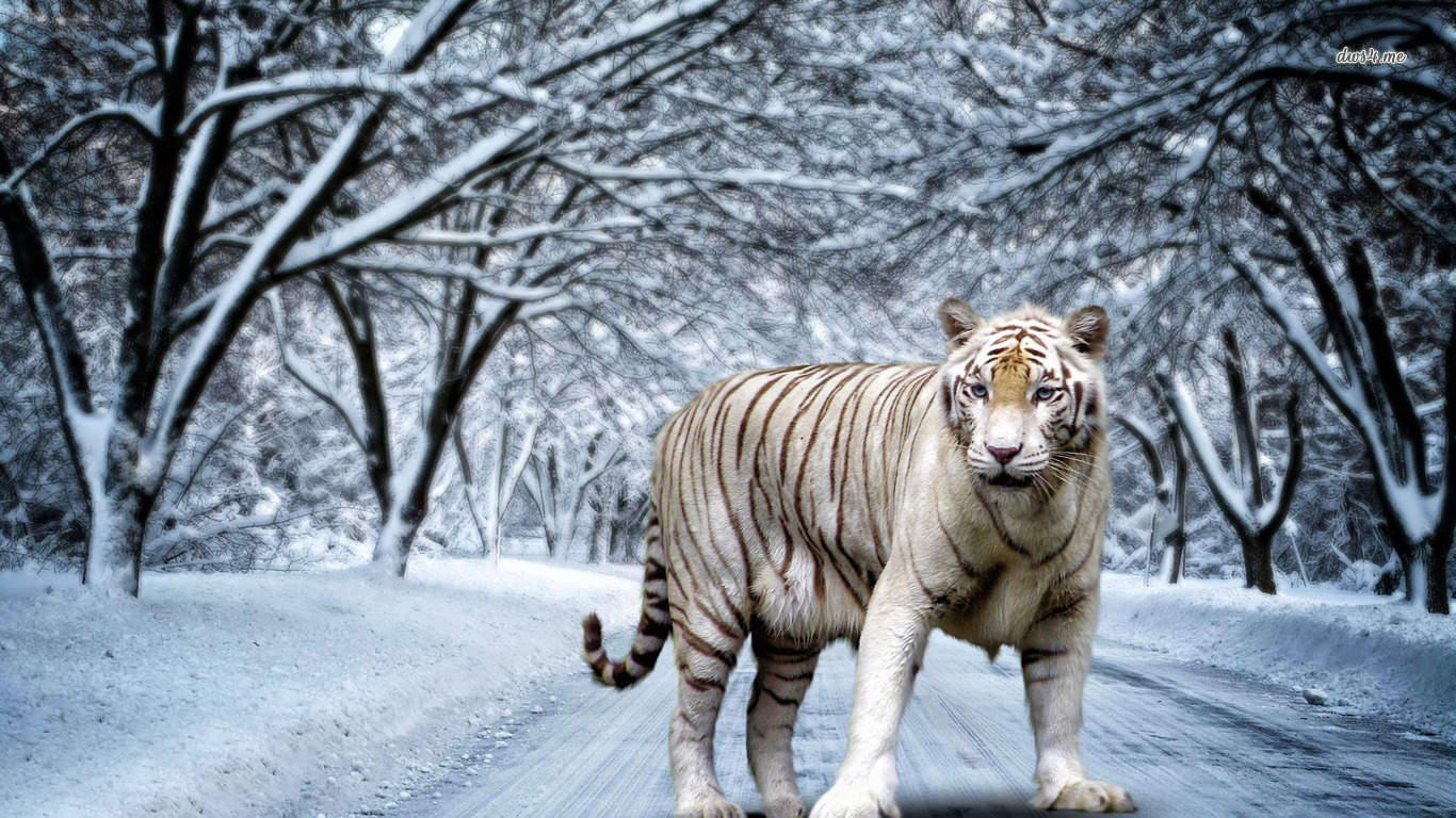 Обои тигры на рабочий. Бенгальский тигр 1959. Амурский тигр белый. Тигр на рабочий стол. Заставка на рабочий стол тигр.