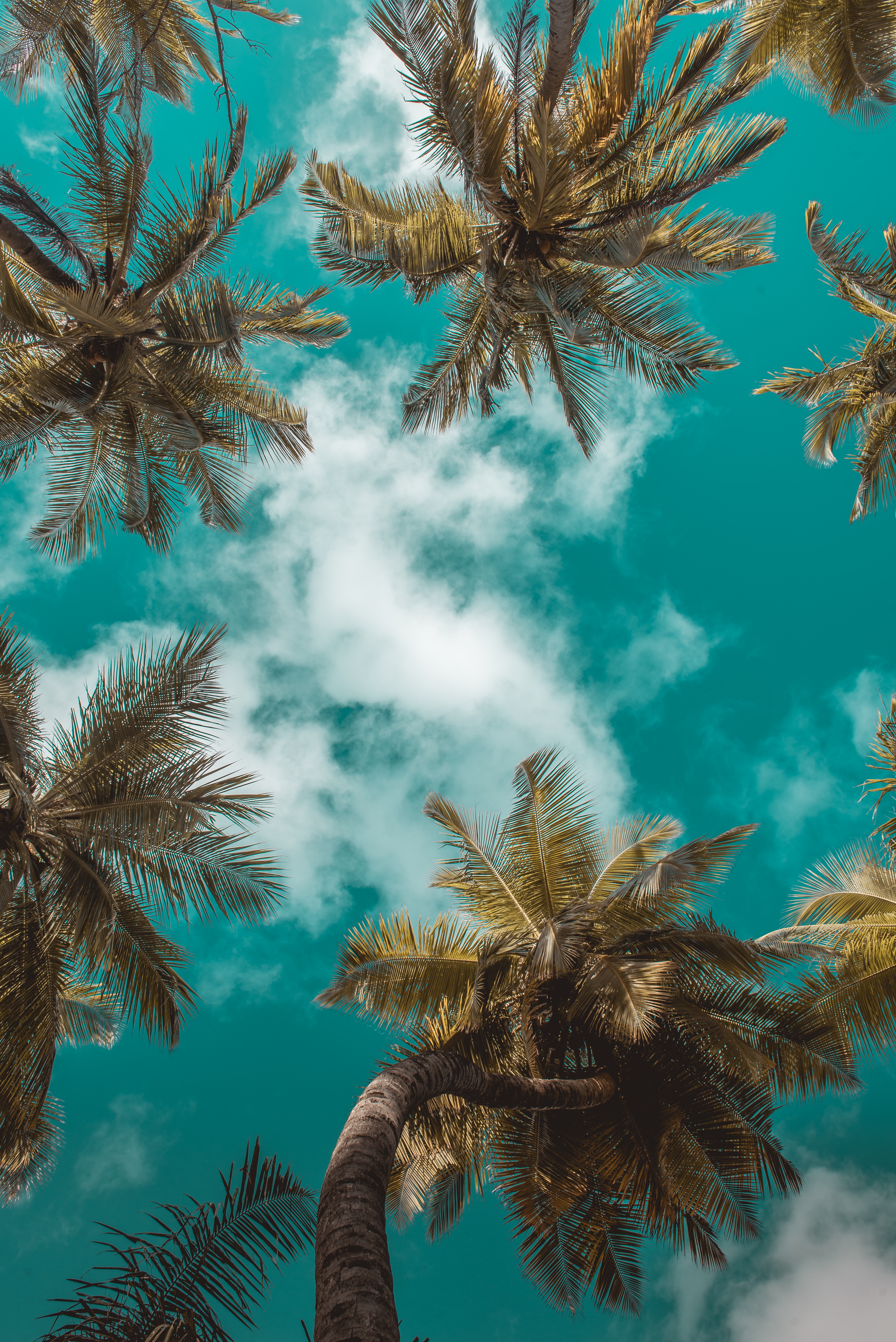 palms, leaves, nature, branches, sky, clouds, tropics, bottom view wallpaper for mobile