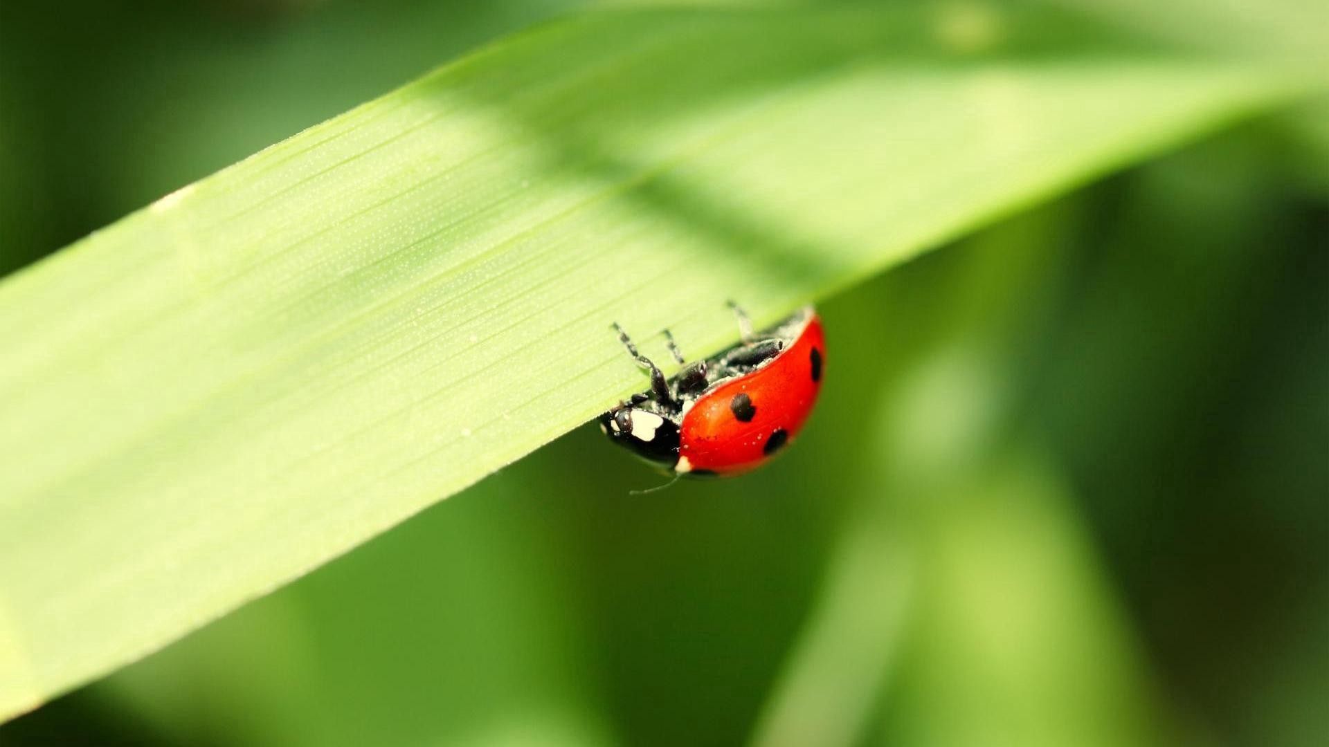 Ladybird Tablet HD picture