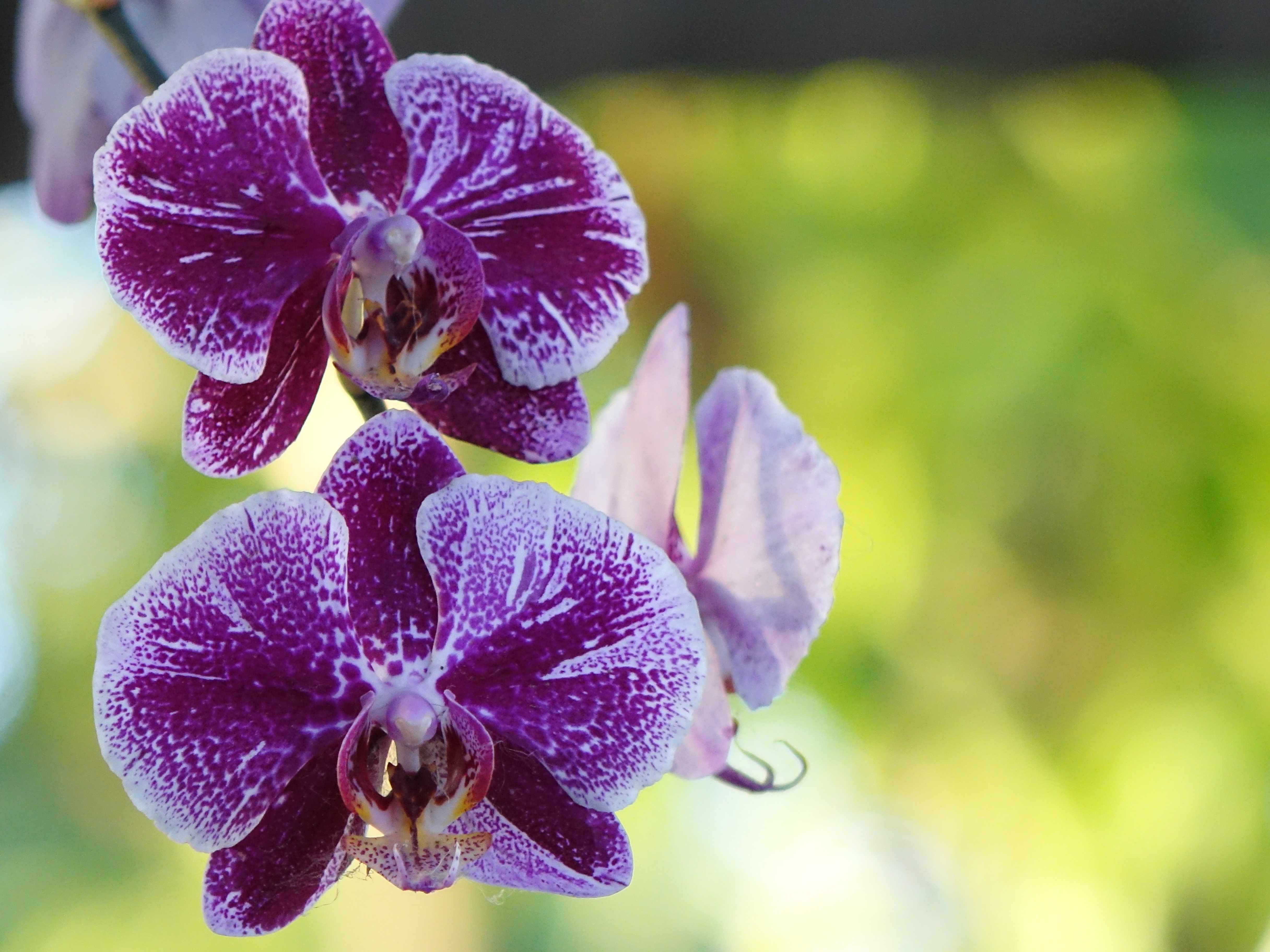 Handy-Wallpaper Orchid, Blume, Knospe, Bud, Blumen, Orchidee kostenlos herunterladen.