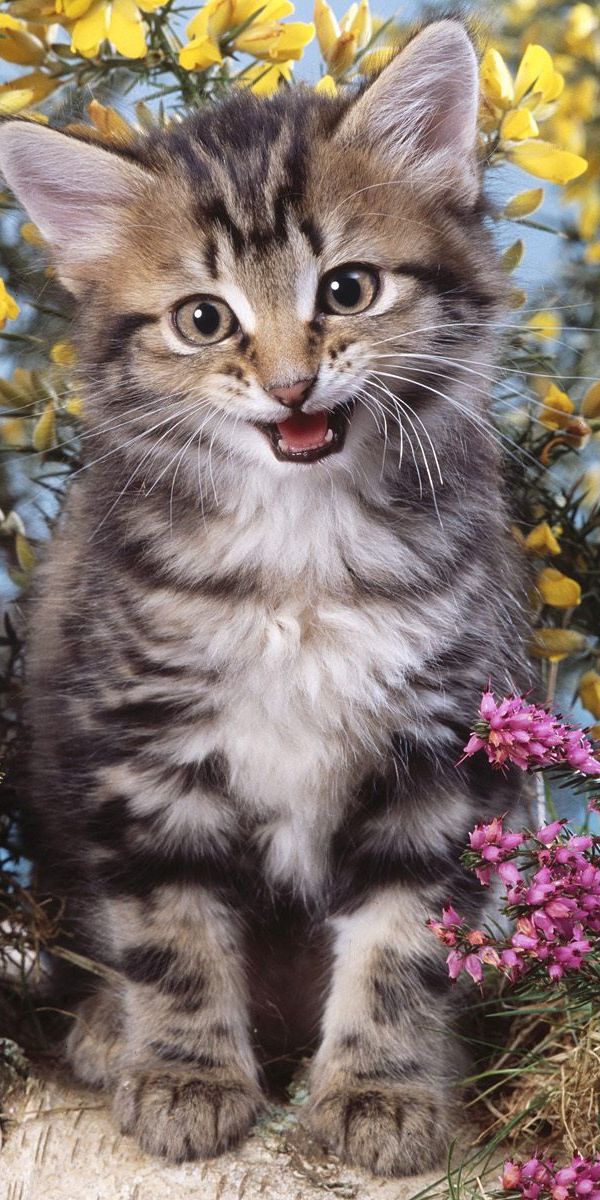 Кошка бесплатная живая. Красивые котята. Котики вертикальные. Красивые животные кошки. Котенок в цветах.