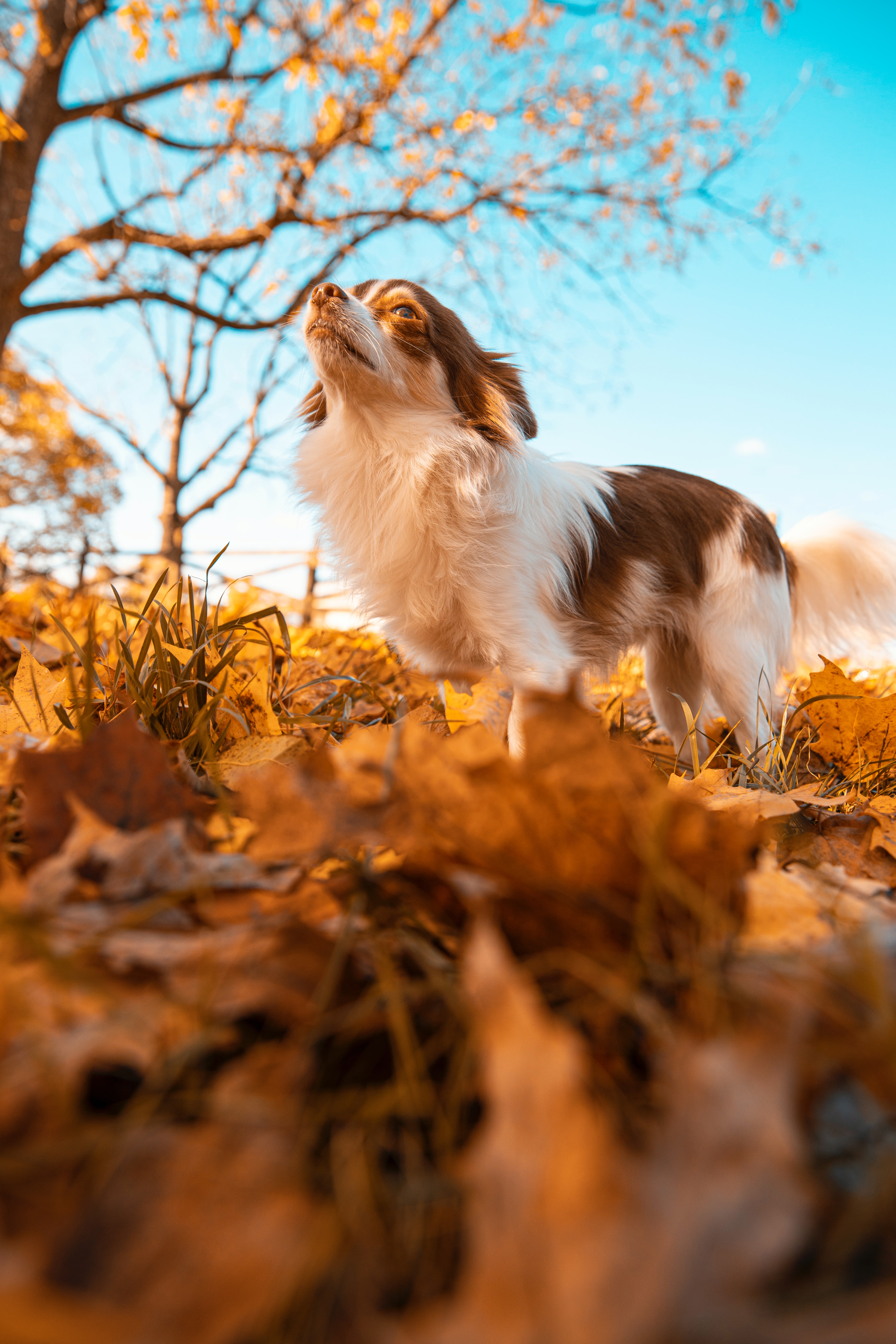 Download mobile wallpaper Fluffy, Animals, Dog, Pet, Leaves, Autumn for free.