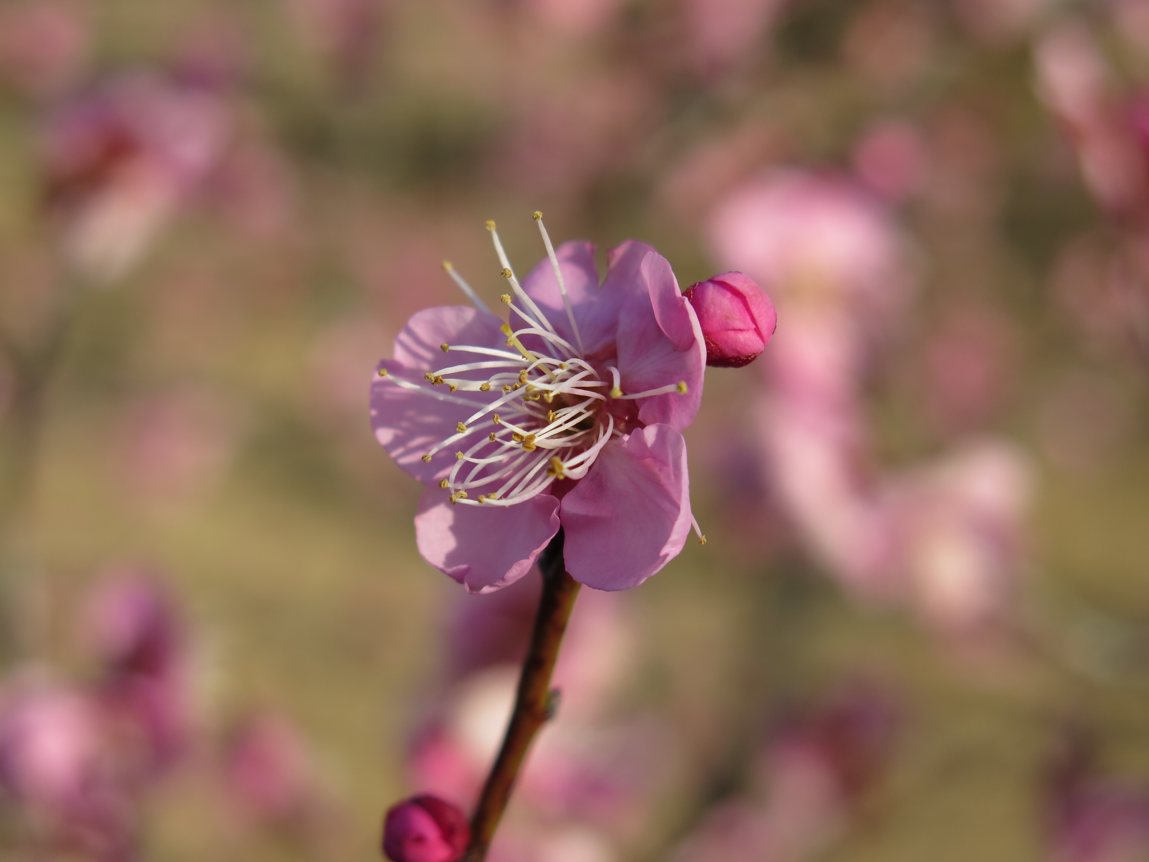 Laden Sie das Plum, Blühen, Zweig, Blume, Blühenden, Ast, Blumen-Bild kostenlos auf Ihren PC-Desktop herunter