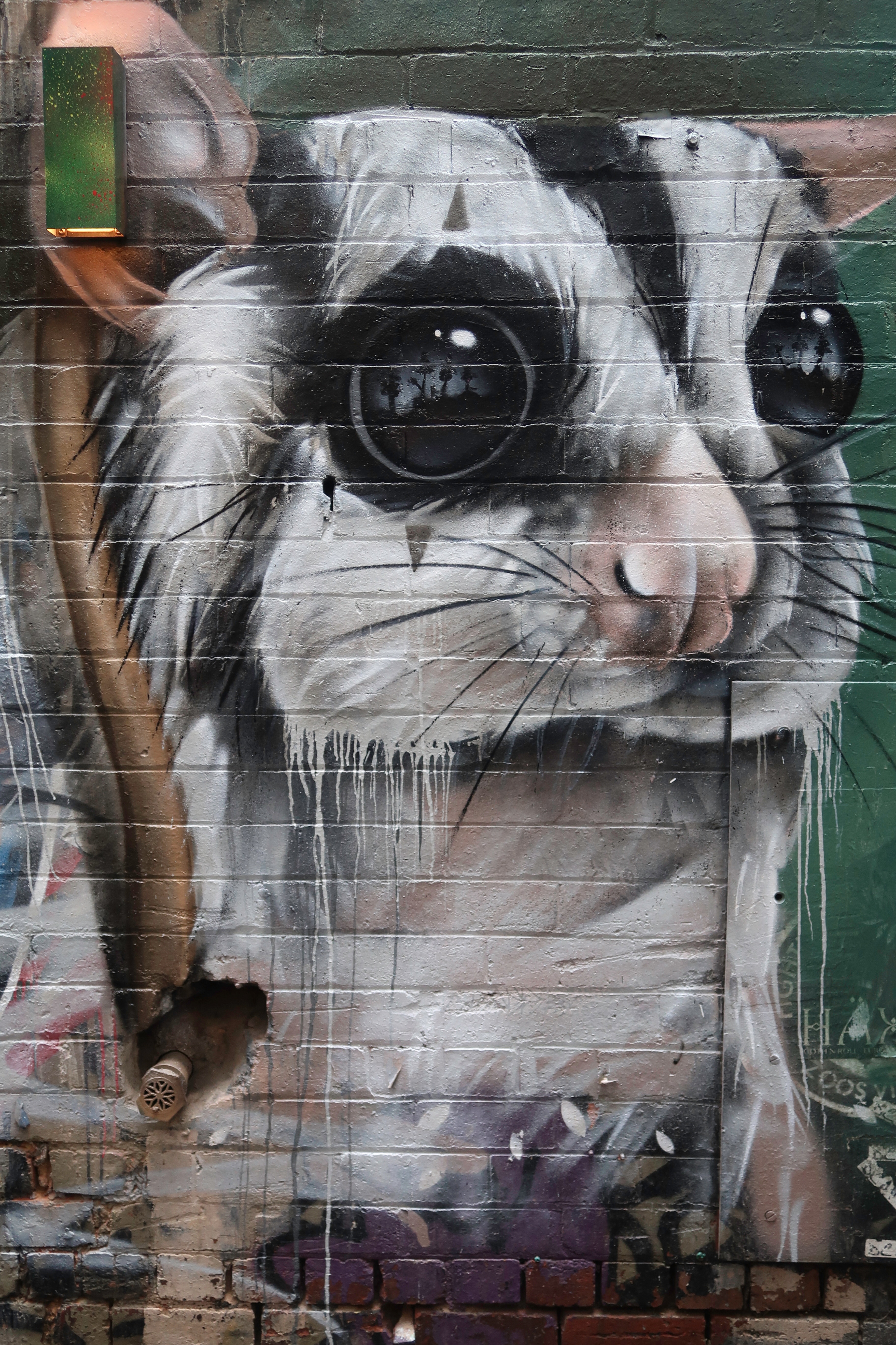 Download mobile wallpaper Street Art, Animal, Wall, Art, Graffiti for free.