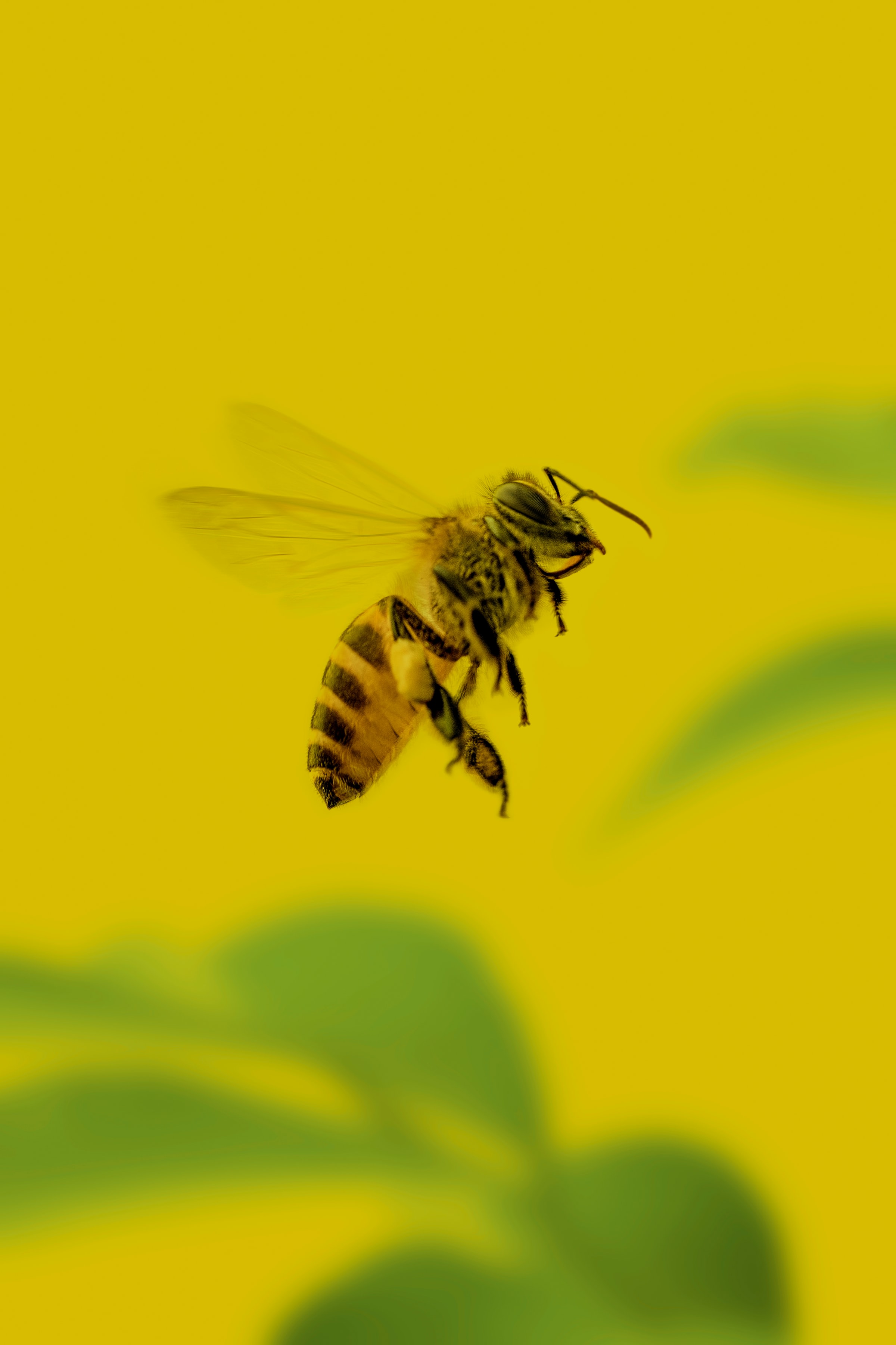 yellow, bee, macro, insect