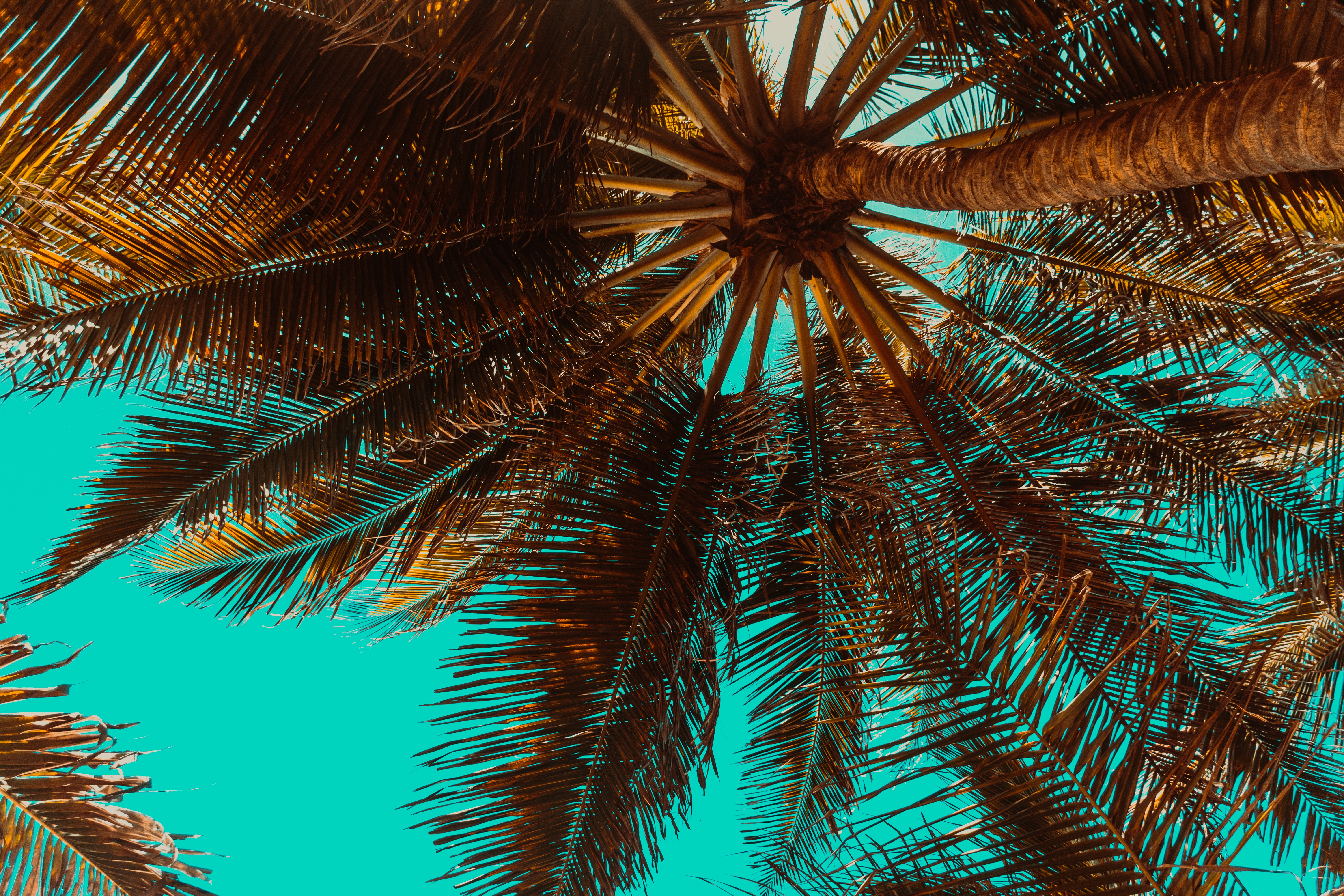 94788 скачать обои пальма, вид снизу, ветки, природа, дерево, тропики - заставки и картинки бесплатно