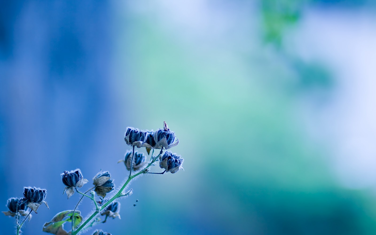 blue flower, earth, flower, flowers Phone Background