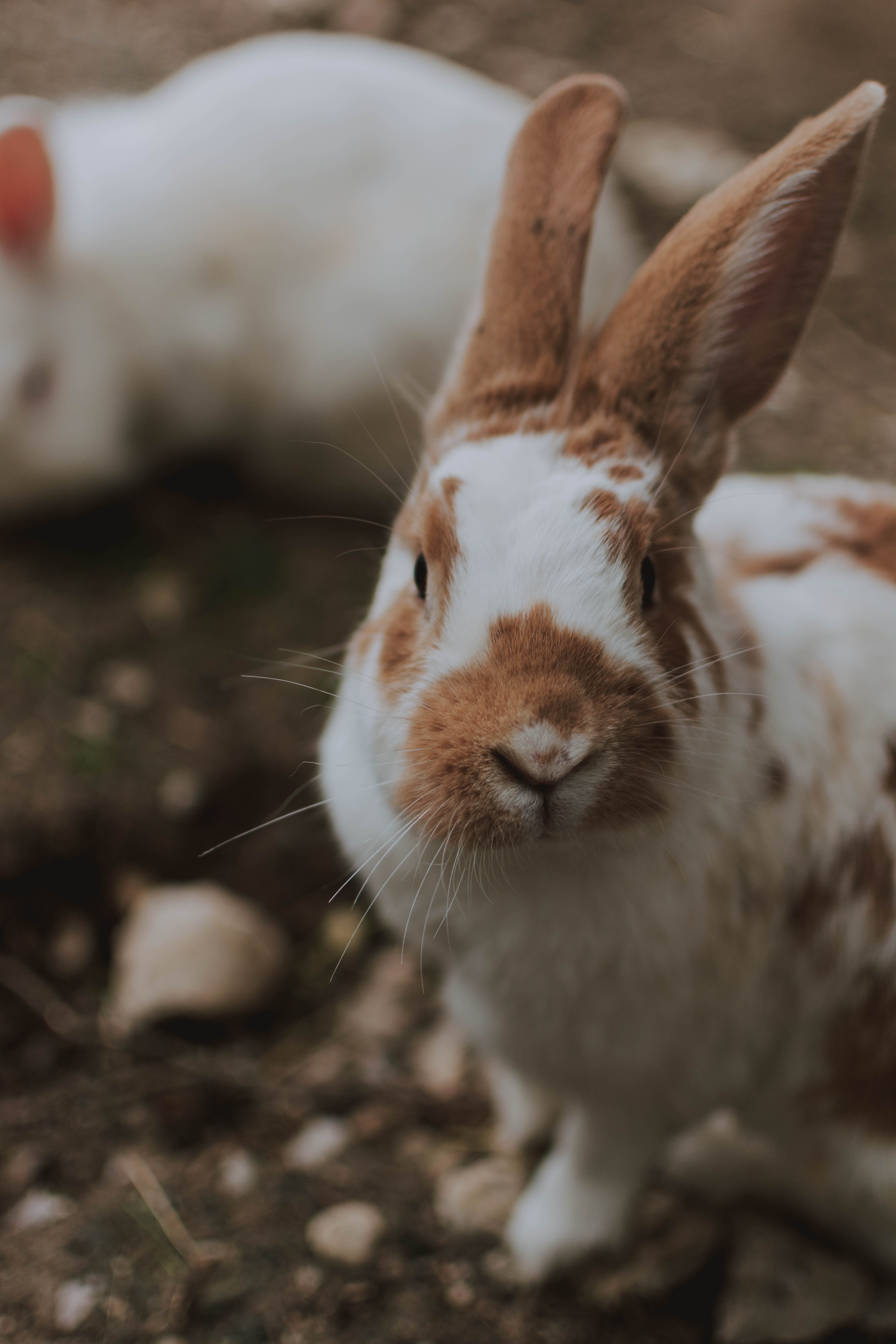 rabbit, animals, fluffy, animal iphone wallpaper