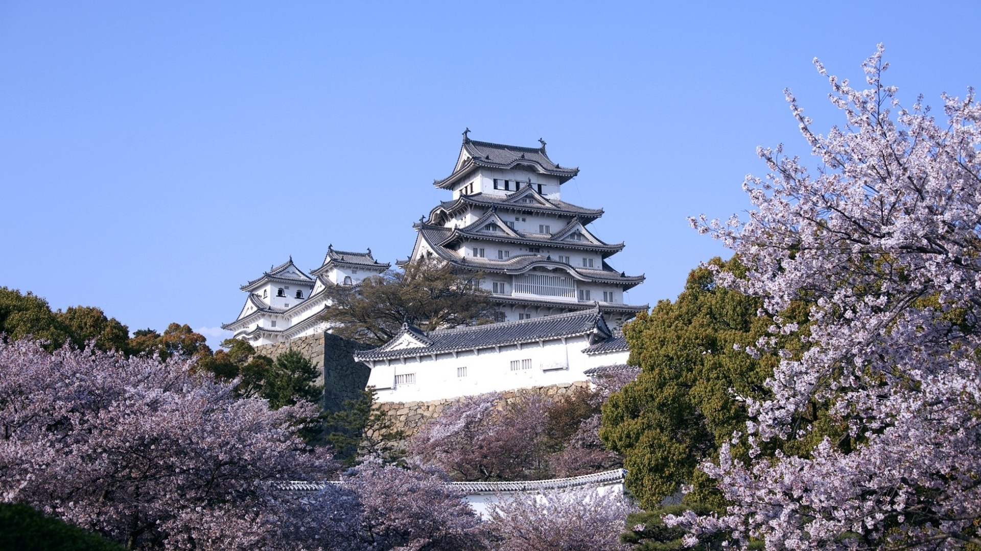 hyogo, man made, himeji castle, cherry blossom, japan, sakura blossom, spring, castles