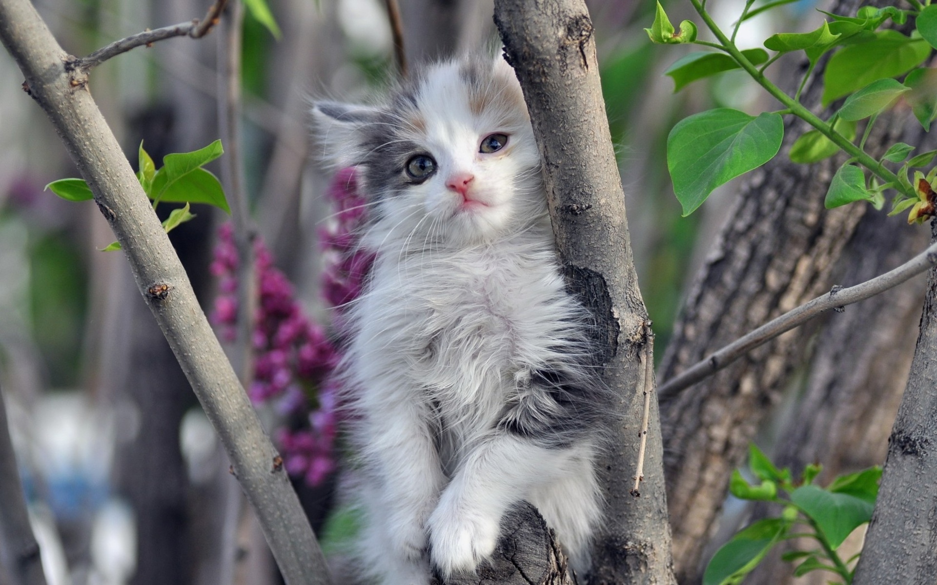 Милые котята на природе