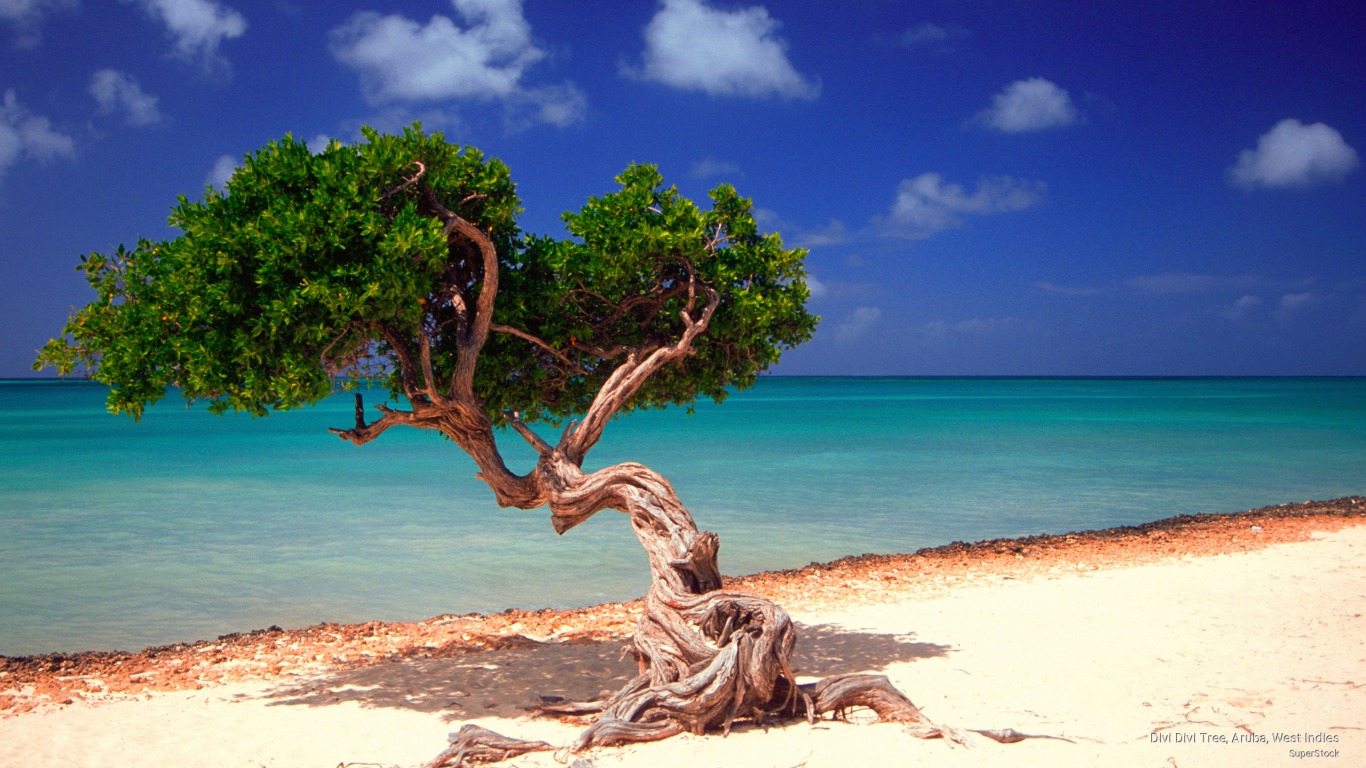 earth, twisted tree, aruba, beach, nature