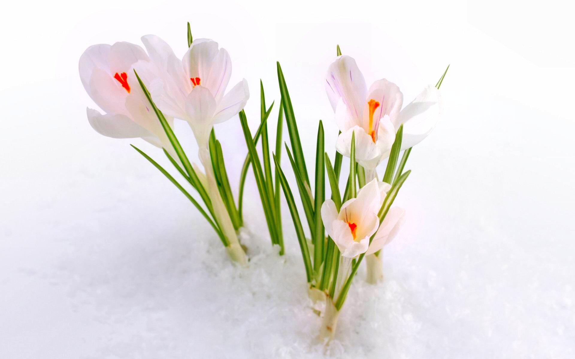 crocus, spring, flowers, earth, flower, nature, snow, white Free Stock Photo