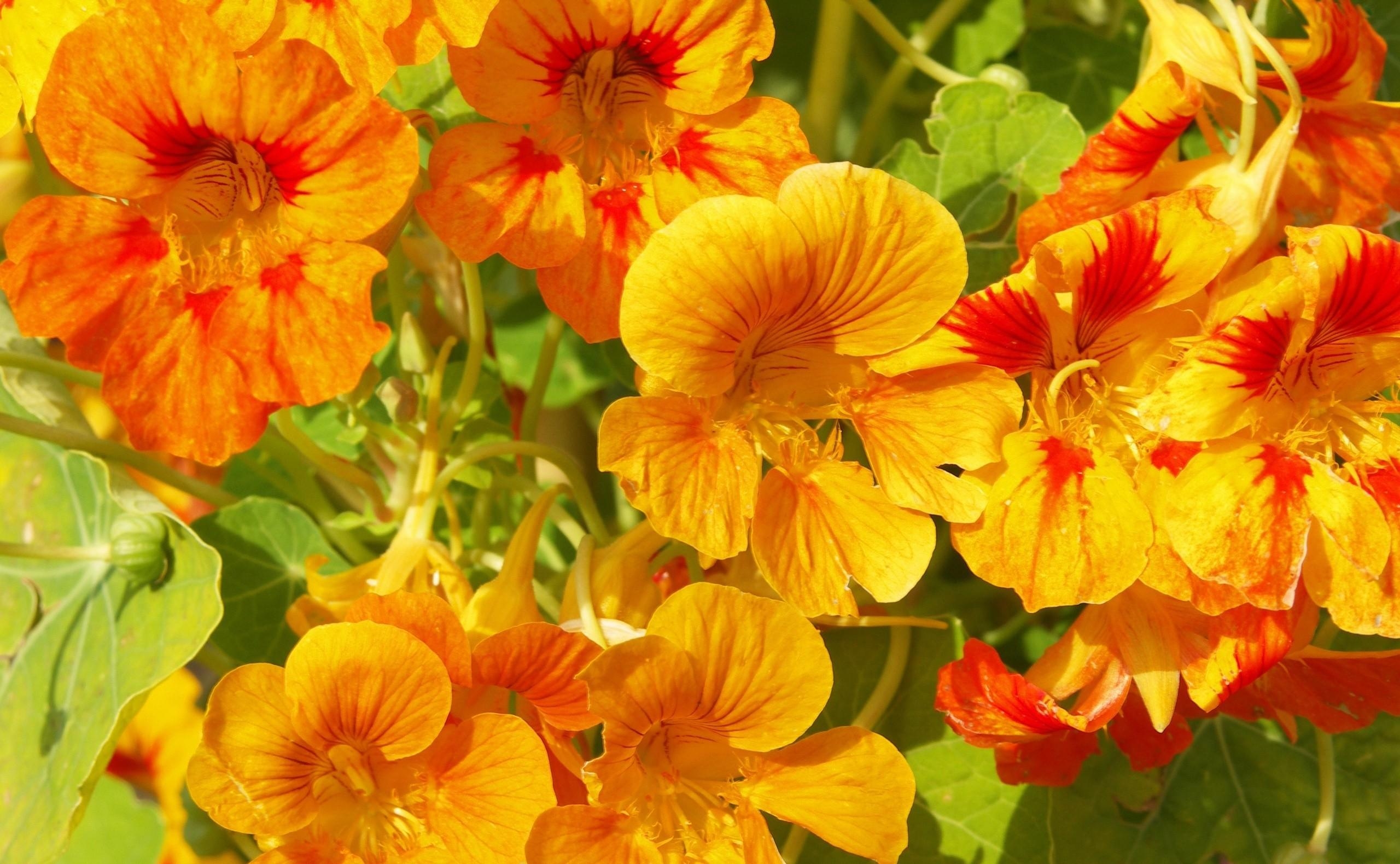 105202 завантажити шпалери квіти, помаранчевий, яскравий, яскраві, сонячно, сонячний, настурція, настуртій - заставки і картинки безкоштовно