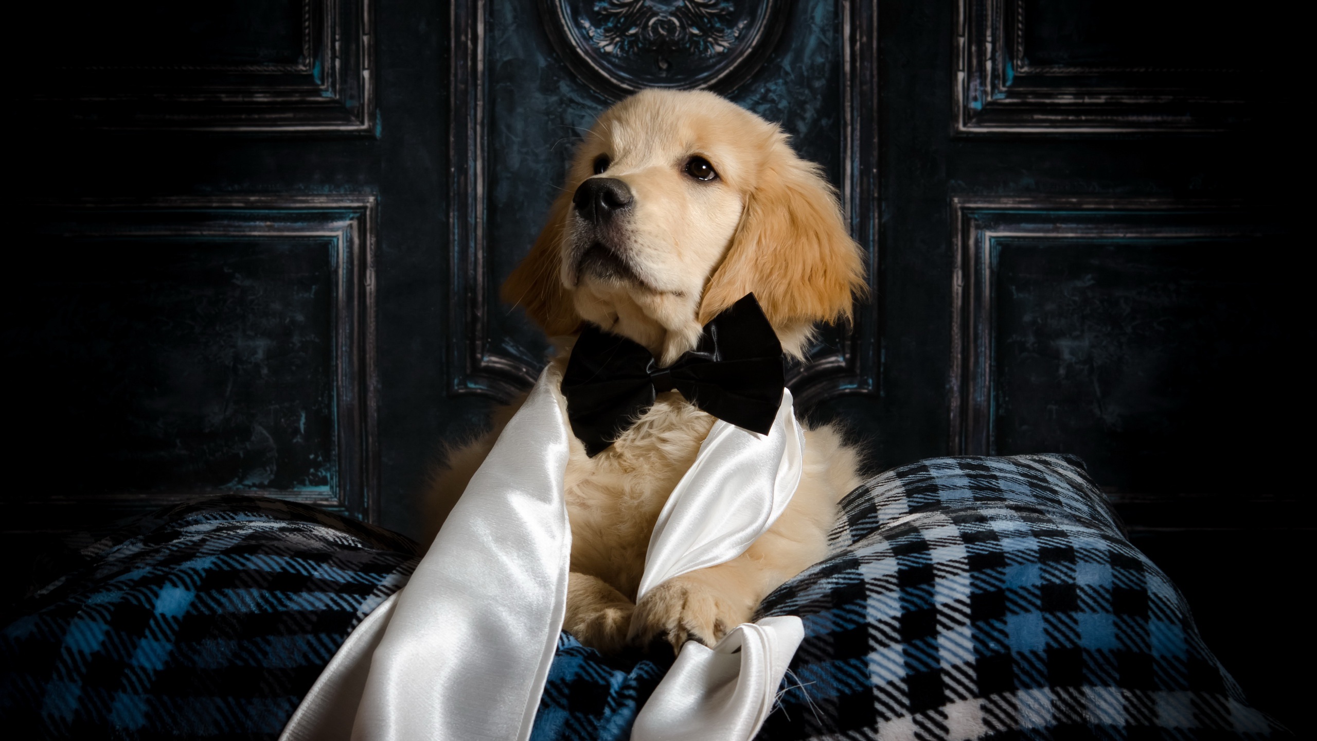 animal, golden retriever, baby animal, bow tie, puppy, dogs download HD wallpaper