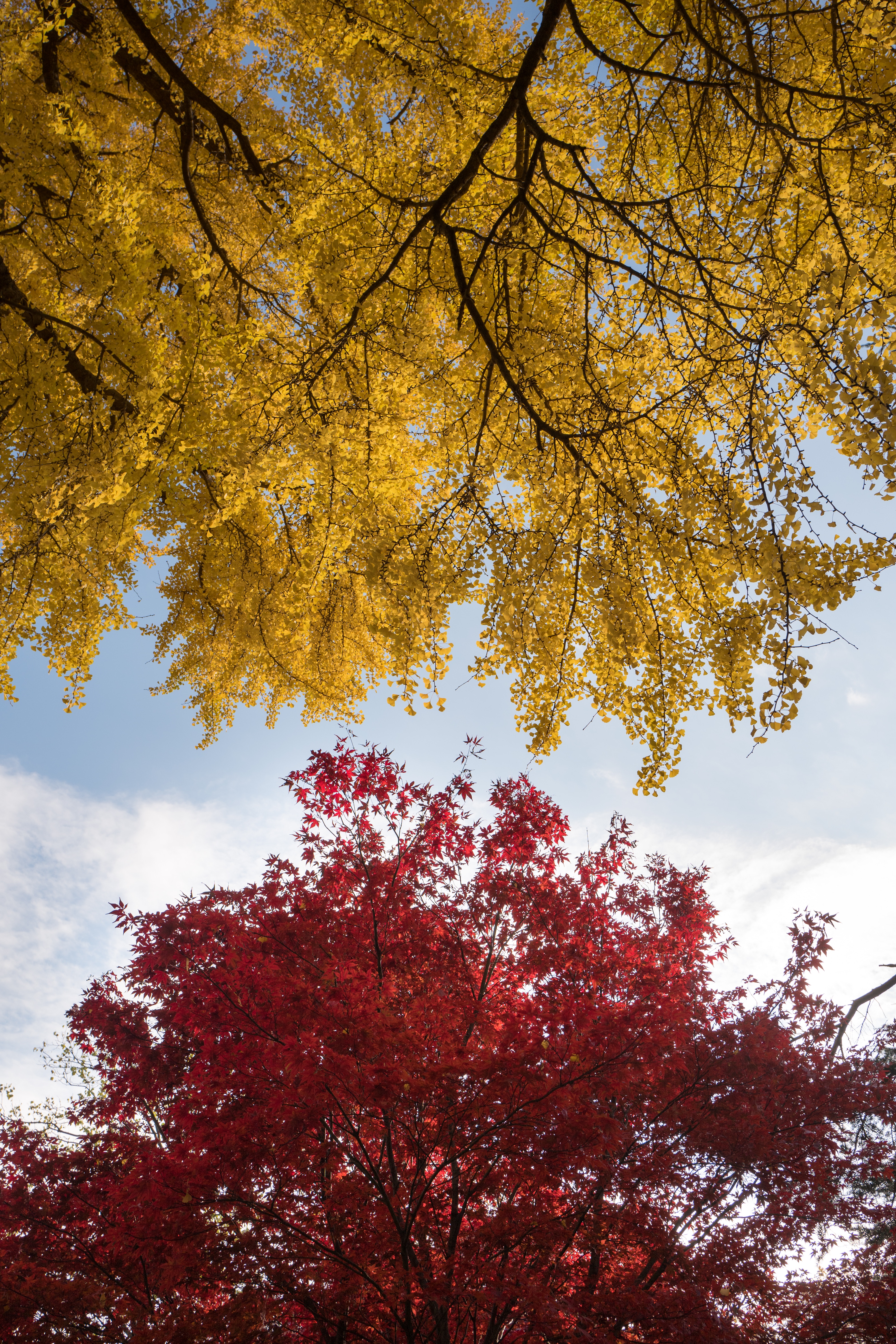 118182 скачать картинку природа, деревья, осень, листва, краски осени - обои и заставки бесплатно