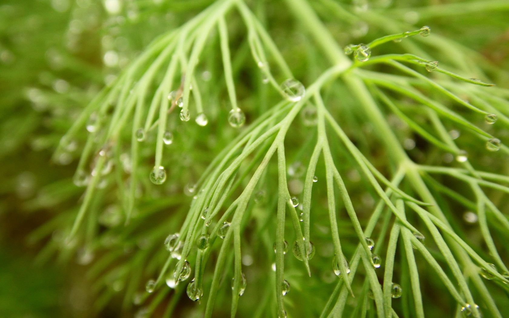 Download mobile wallpaper Grass, Macro, Humid, Wet, Dew, Drops for free.