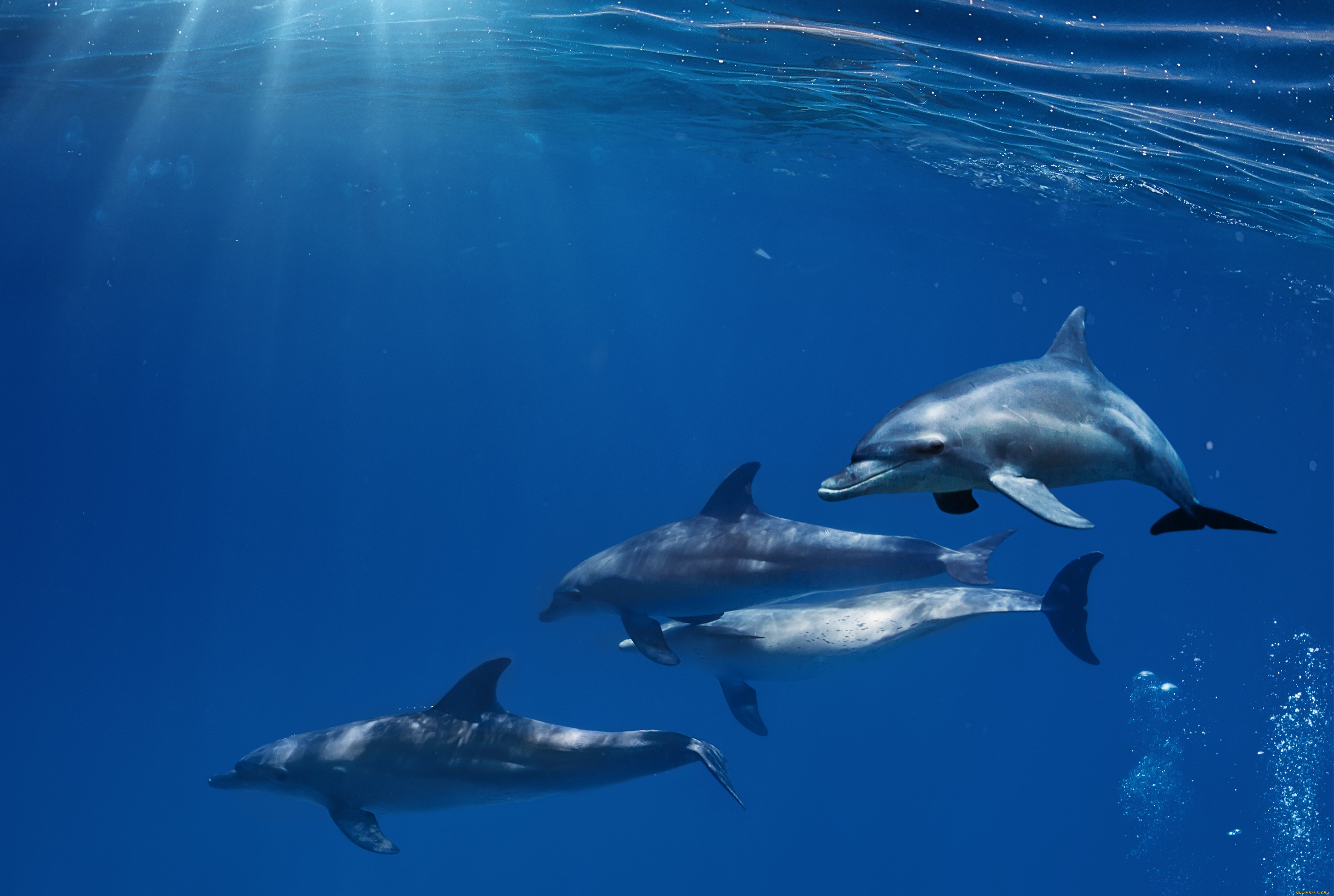  Dolphin Windows Backgrounds
