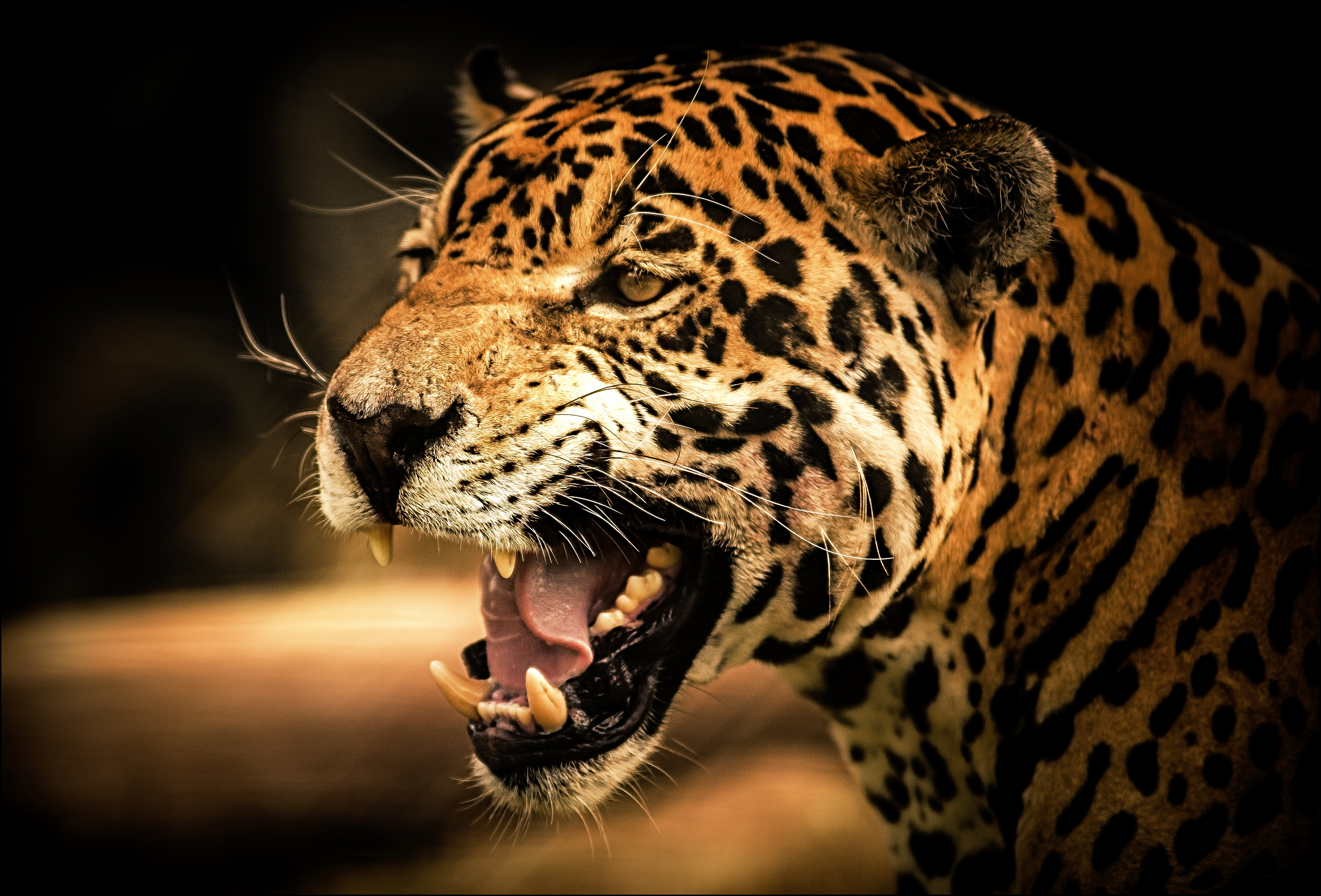 animal, jaguar, cats HD wallpaper
