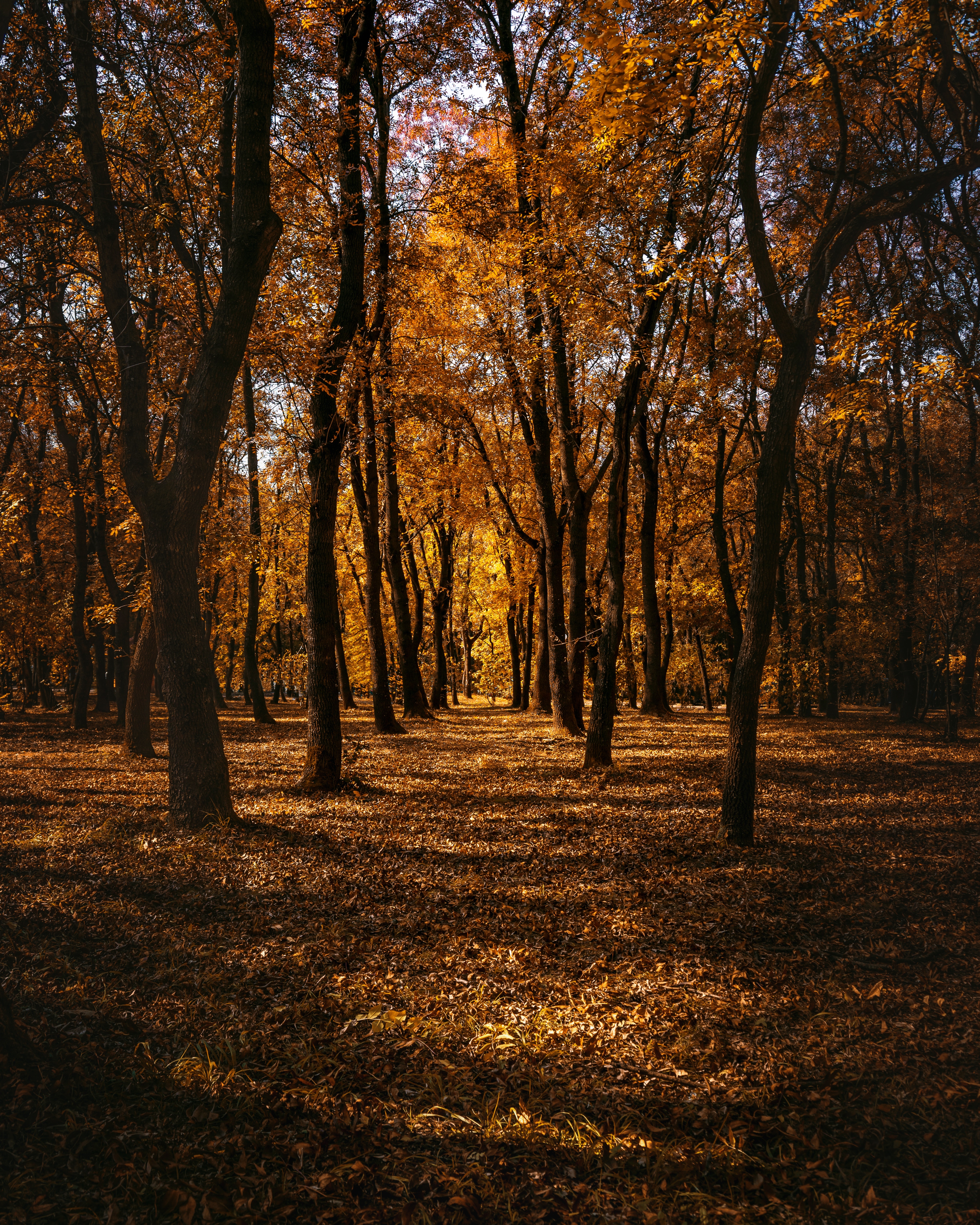 autumn, path, park, nature, trees, forest phone background