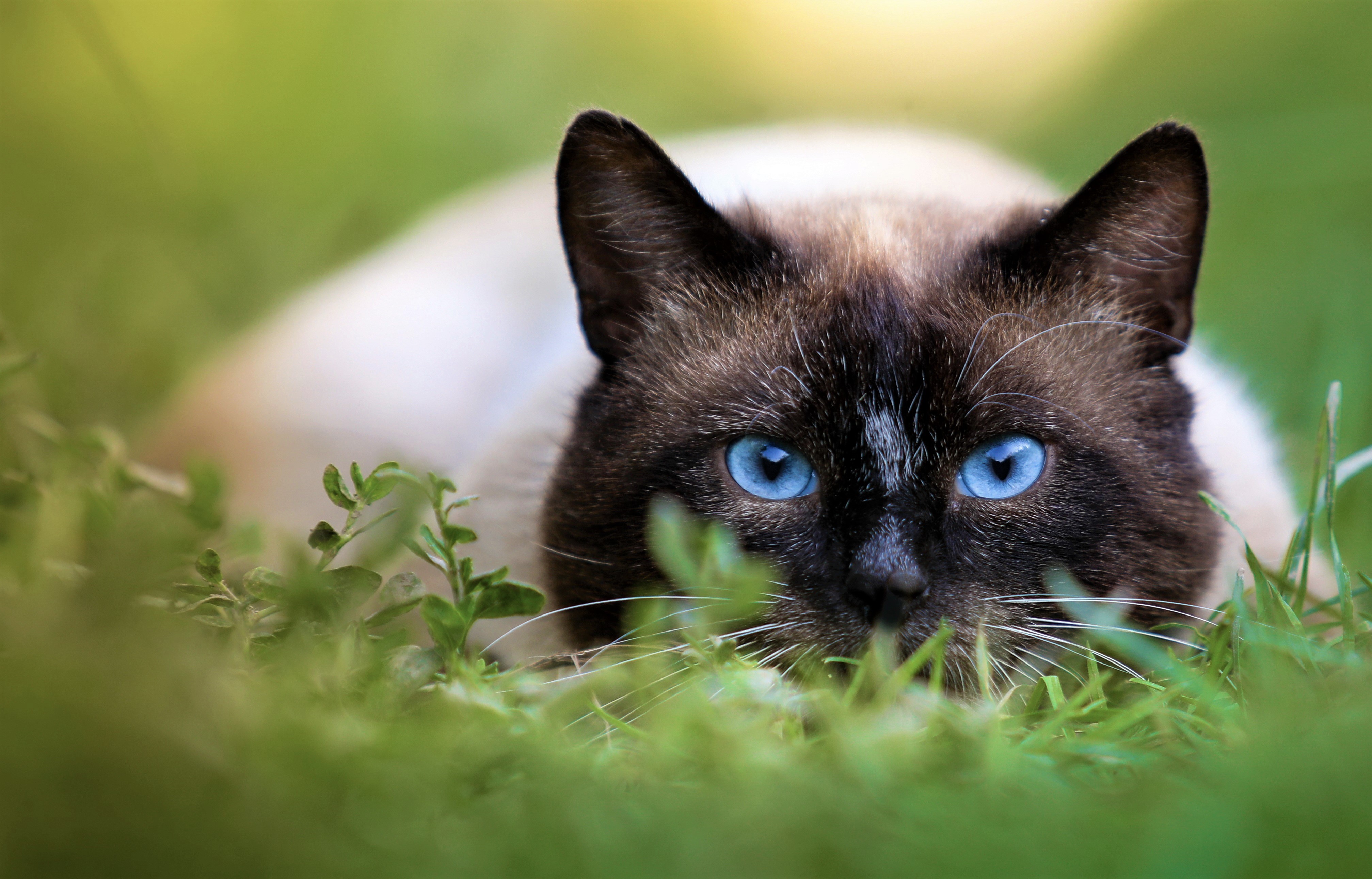 Сиамский кот с зелеными глазами