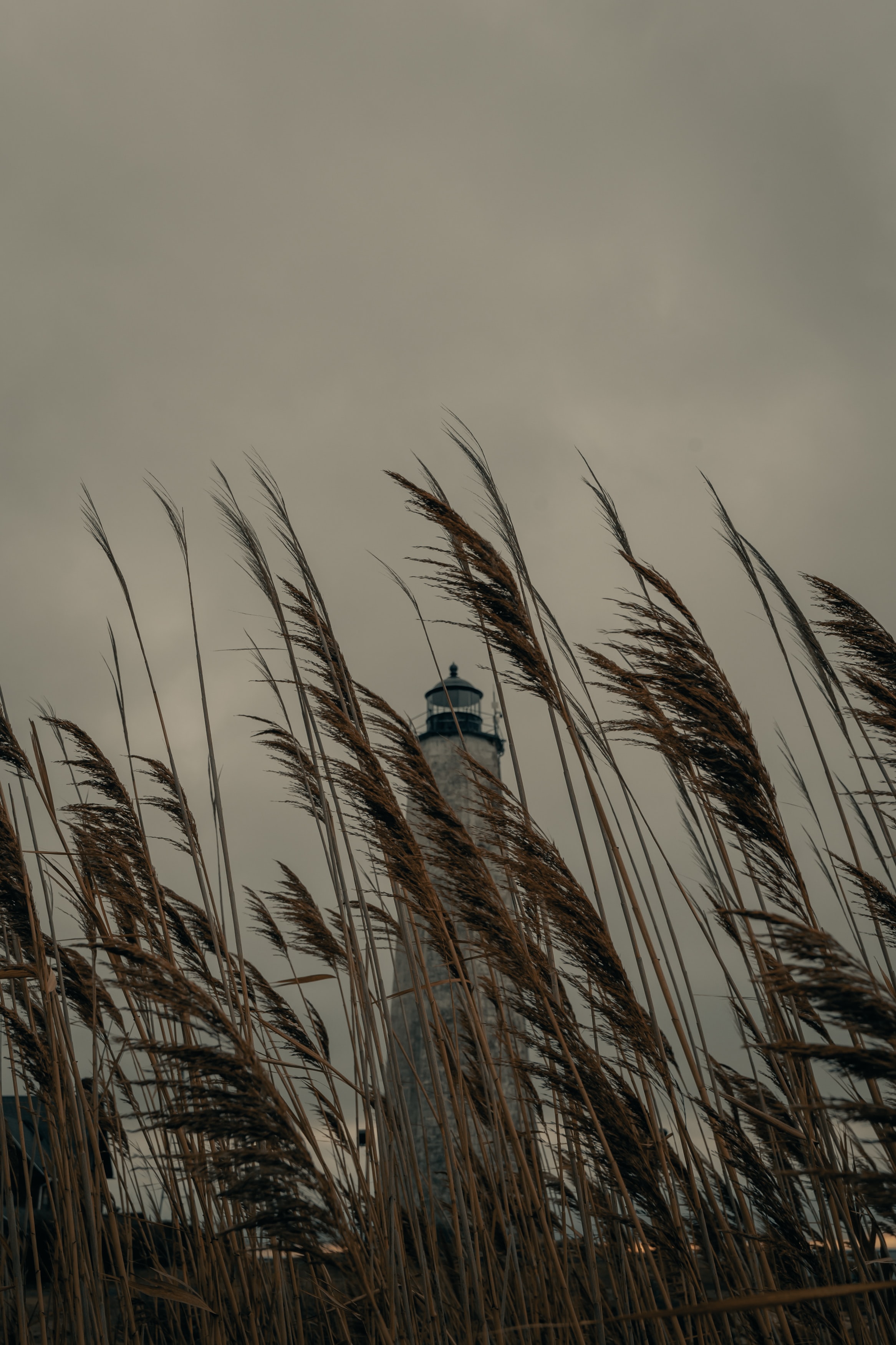 reed, nature, grass, building, lighthouse, cane