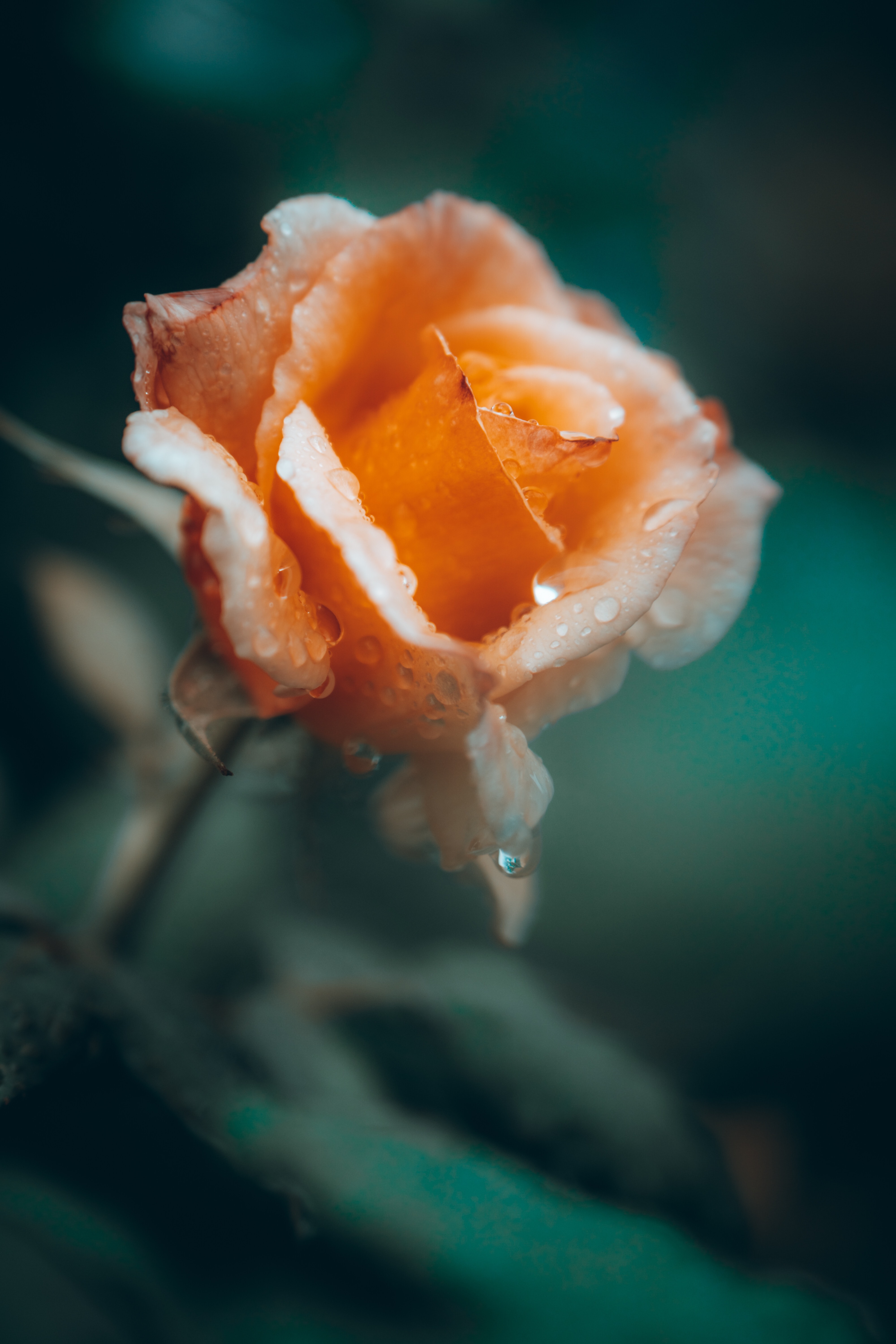 Laden Sie das Blumen, Drops, Rose, Nass, Blume, Blütenblätter-Bild kostenlos auf Ihren PC-Desktop herunter