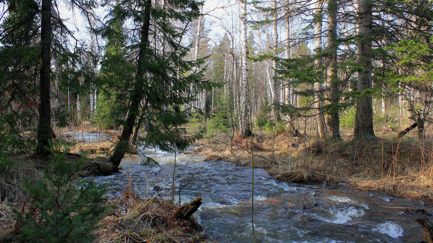 весна лес река