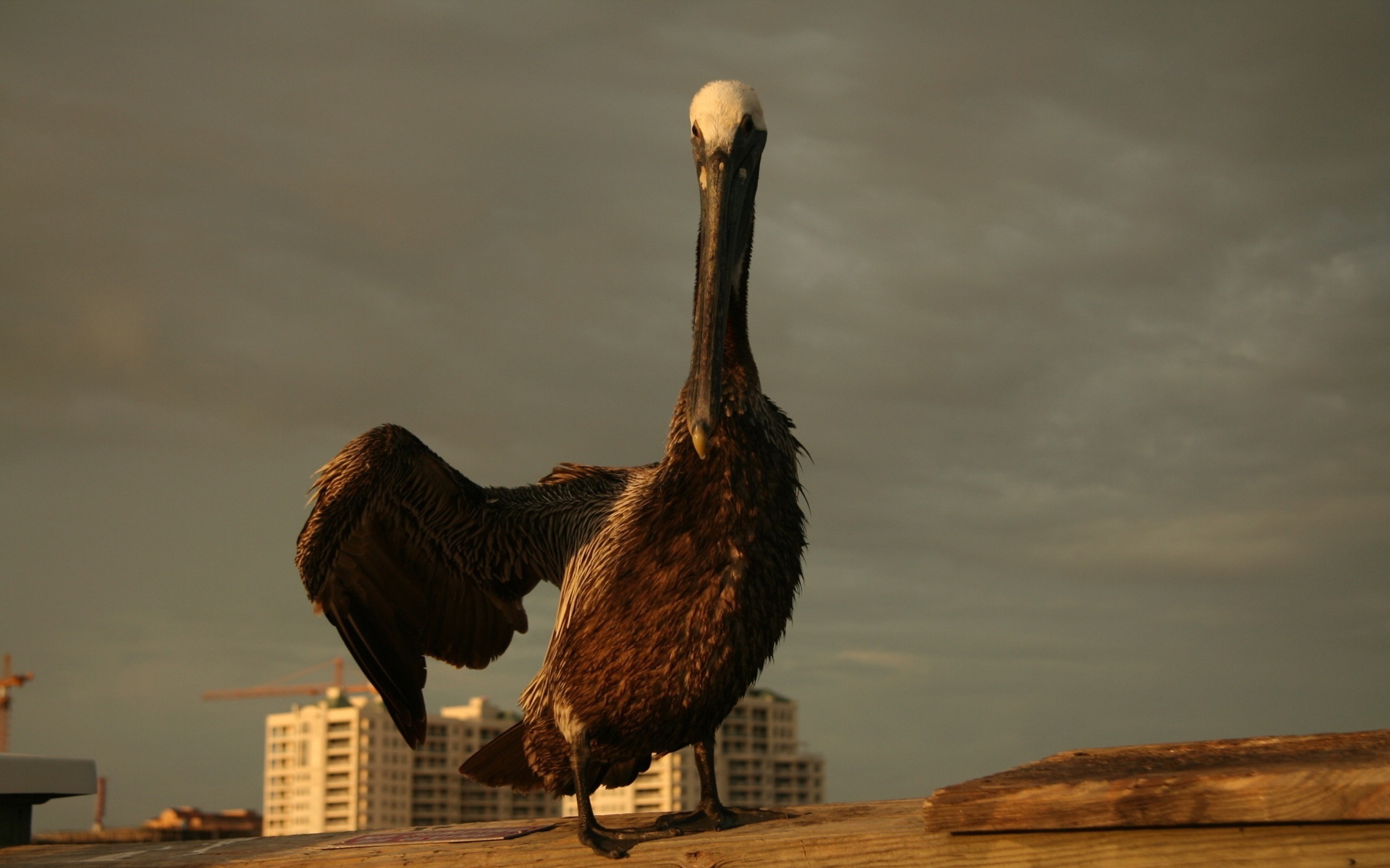 521048 Bild herunterladen tiere, pelikan, vogel, vögel - Hintergrundbilder und Bildschirmschoner kostenlos