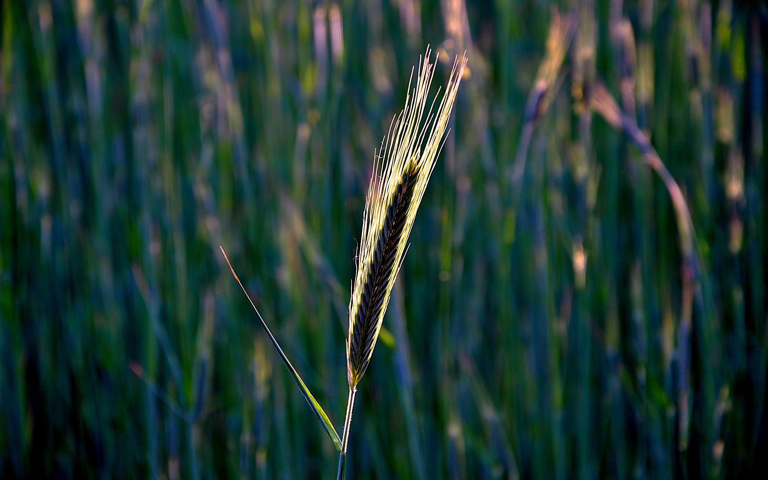 1920 x 1080 picture plants, objects, wheat