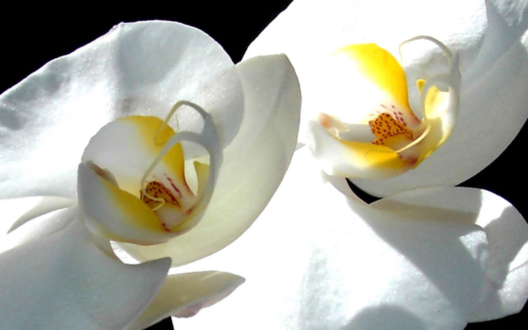 Международный день «белых орхидей»