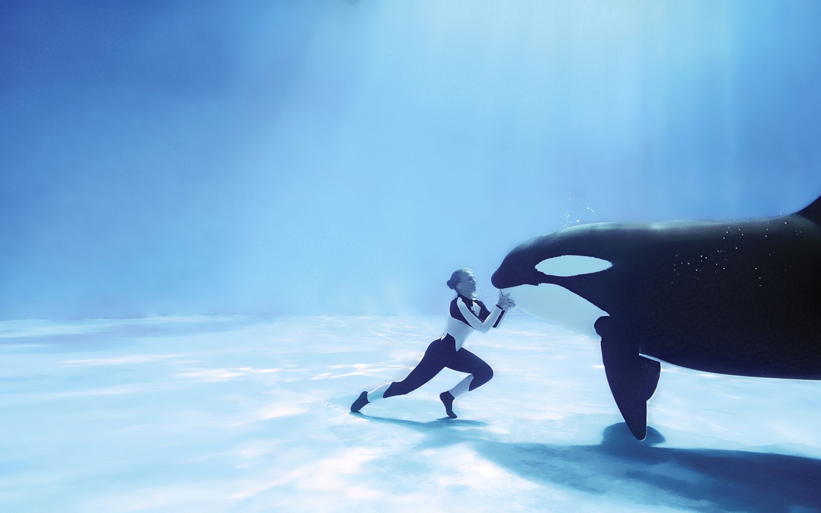animal, whale, killer whale download HD wallpaper
