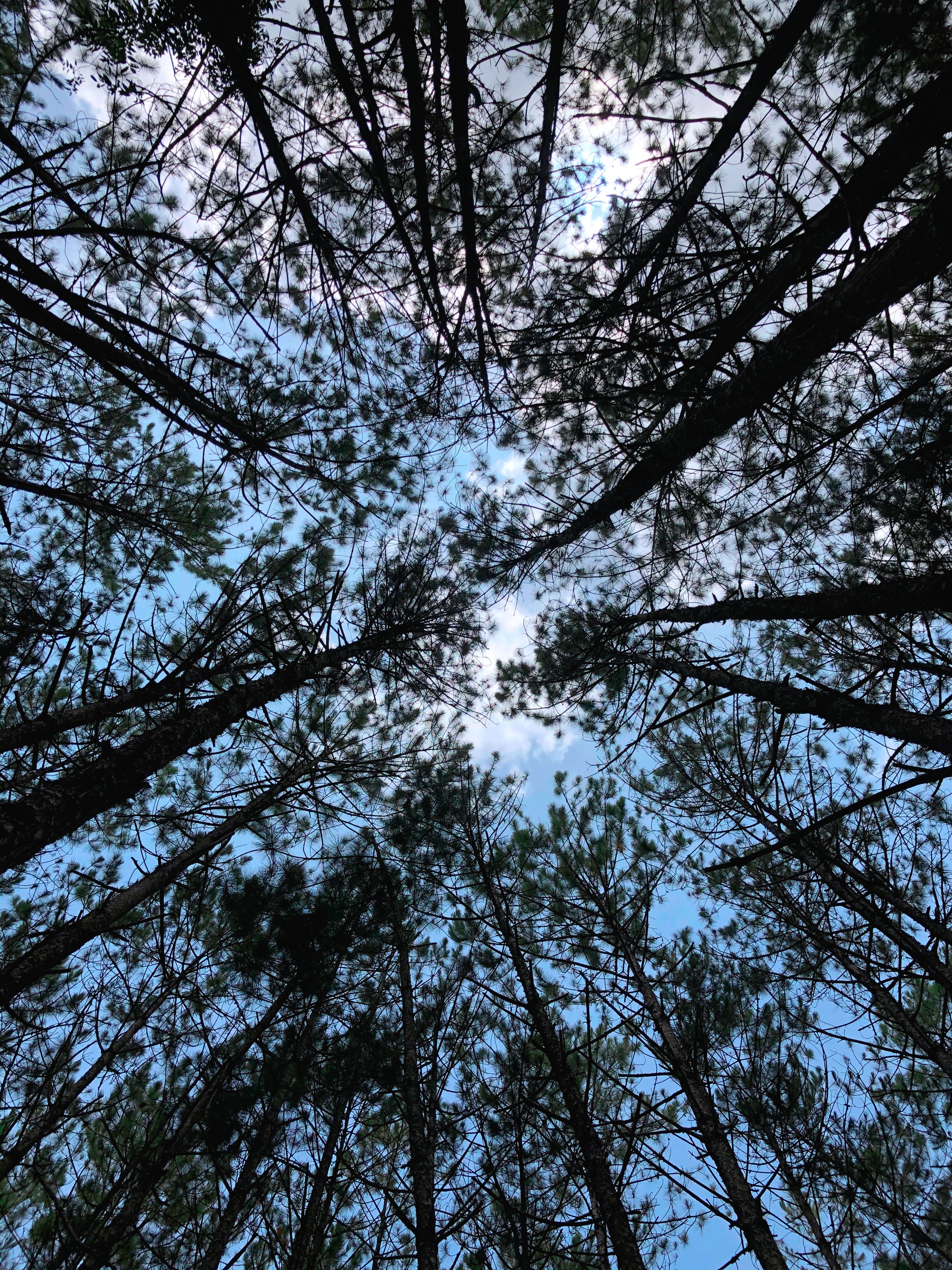 nature, trees, sky, forest, branches, bottom view