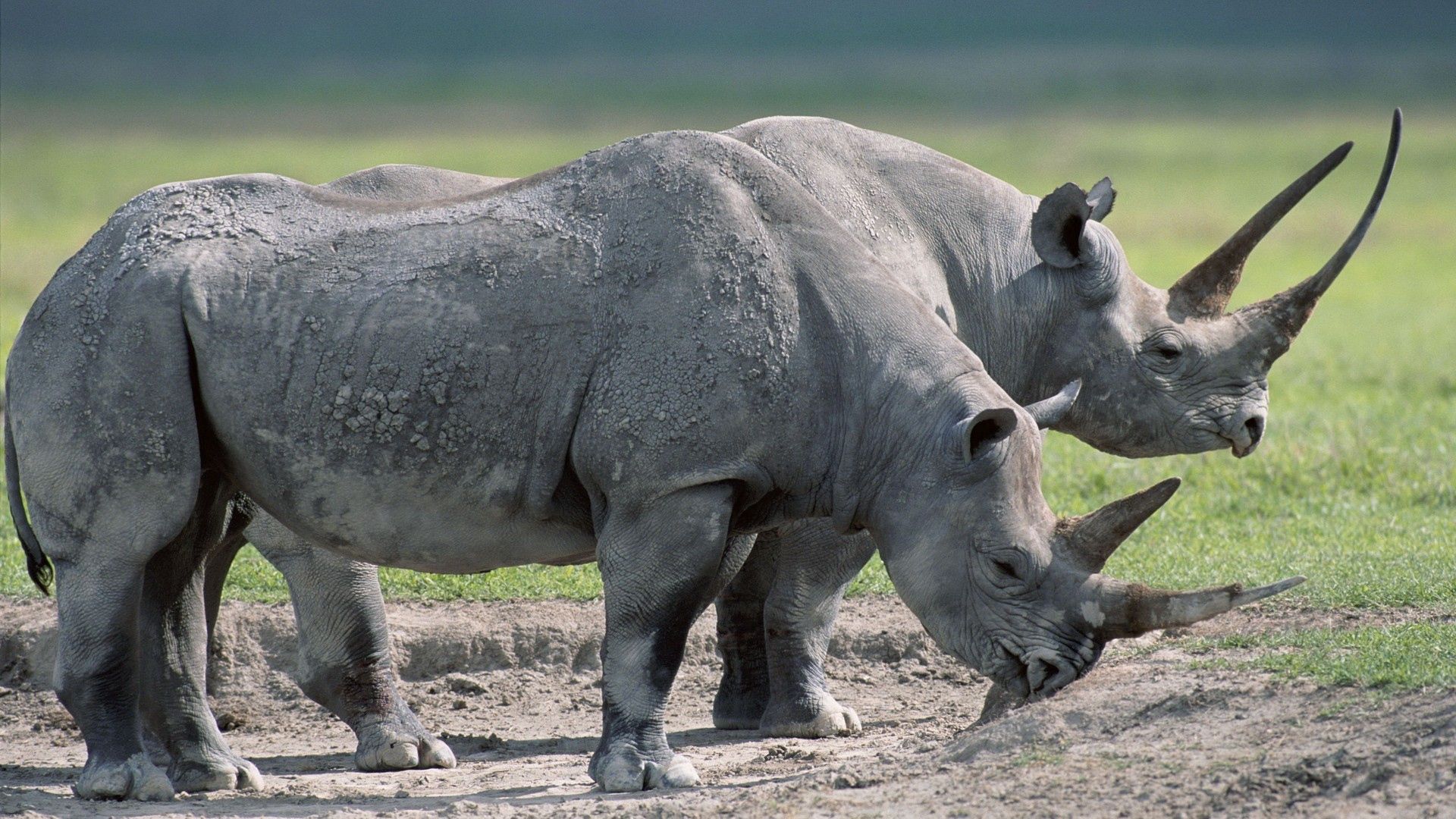 animals, food, grass, couple, pair, large, rhinos QHD