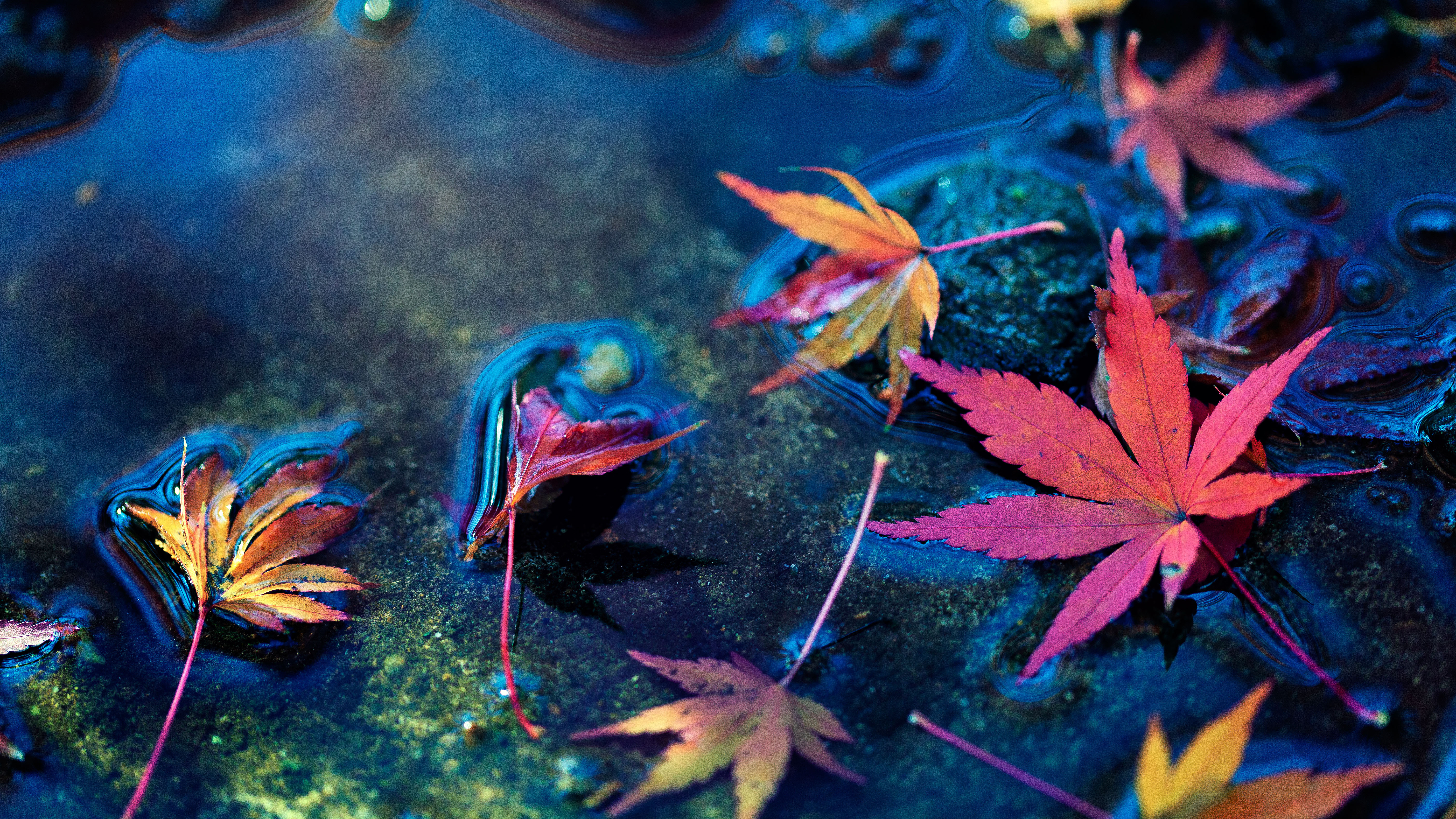 earth, leaf, maple leaf, water 1080p