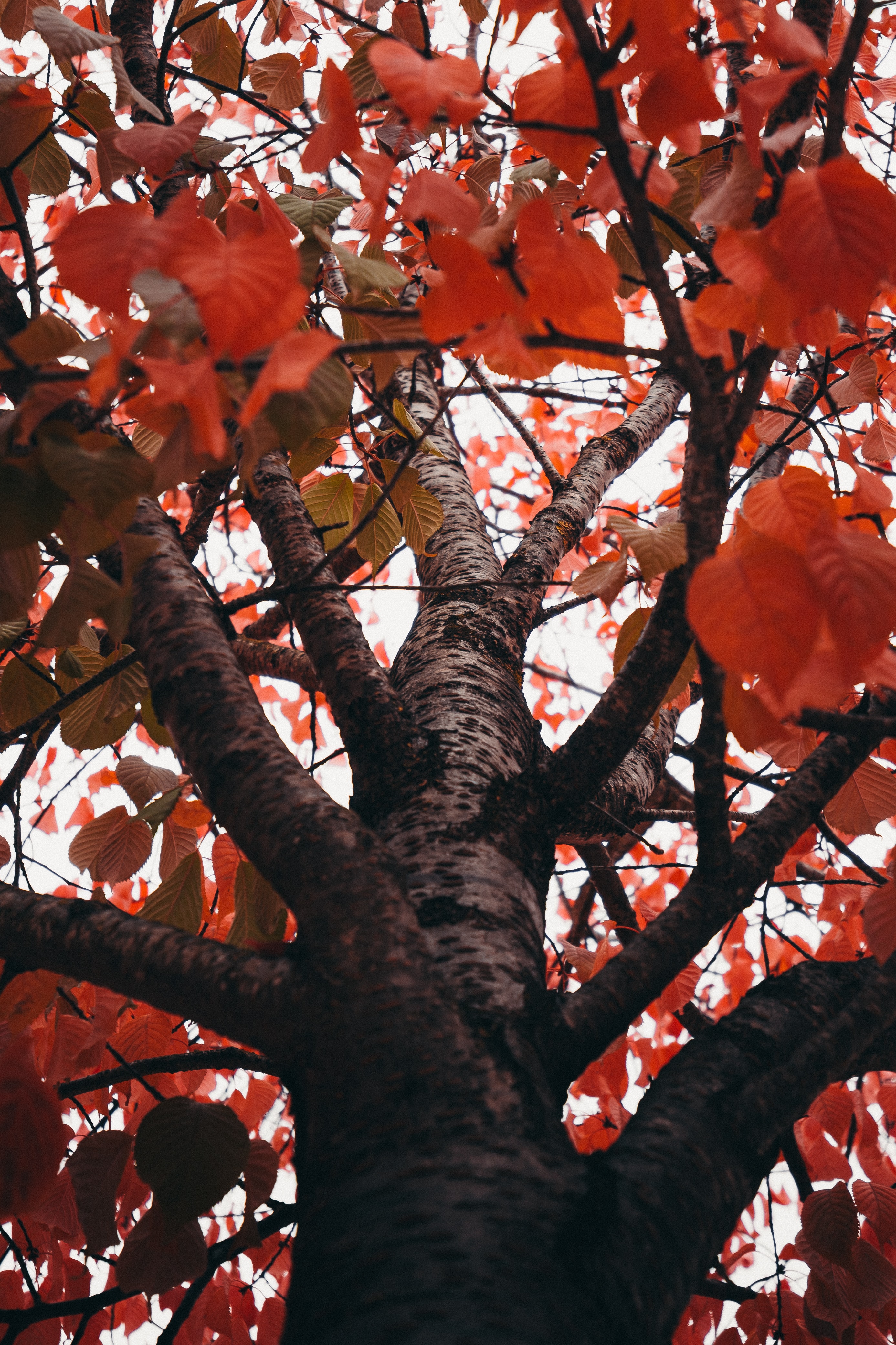 Скачать картинку Ветки, Деревья, Красный, Природа, Листья, Осень в телефон бесплатно.