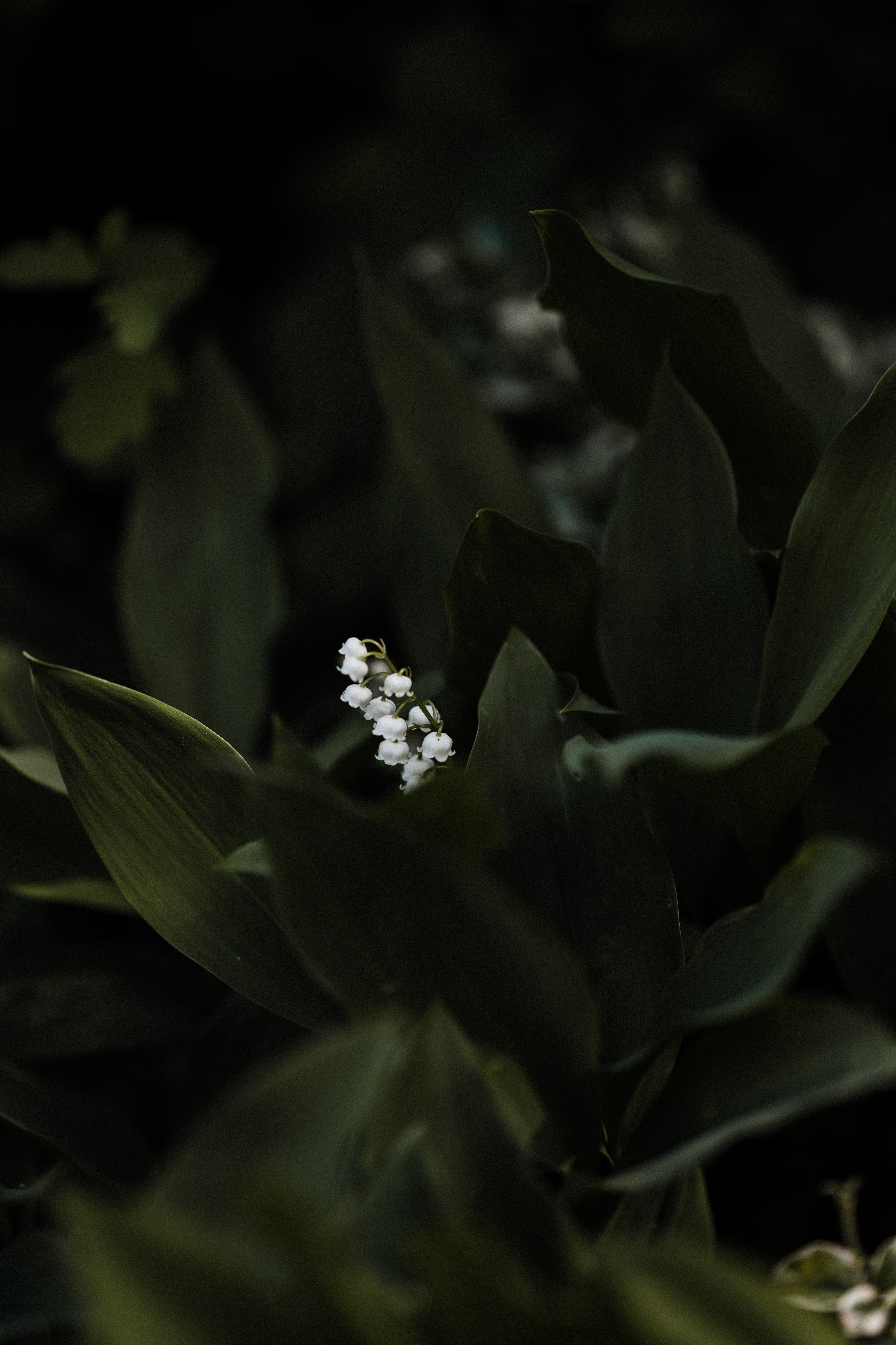 4K, Lily Of The Valley Ultra HD