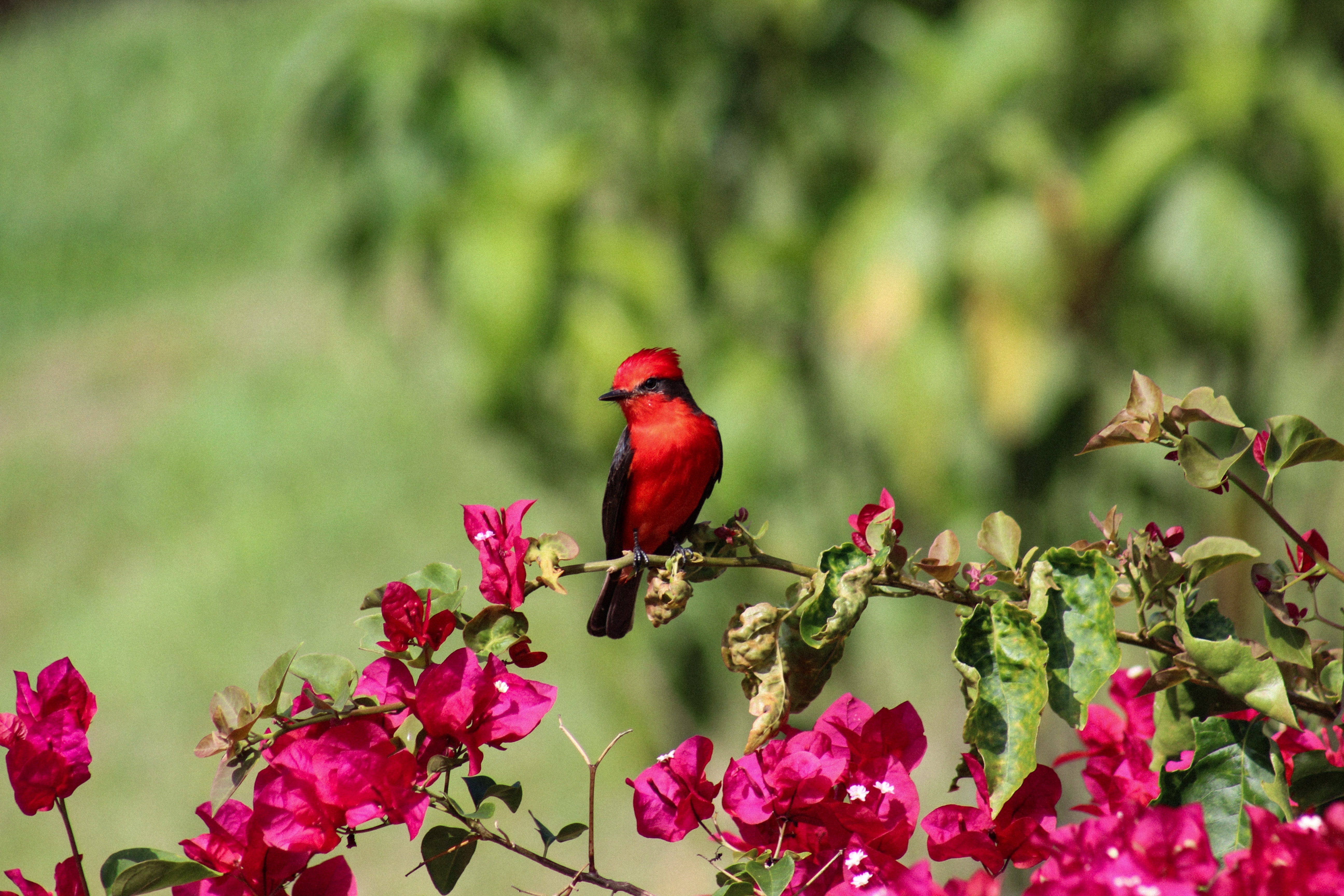97334 скачать картинку животные, цветы, птица, красная, красный кардинал - обои и заставки бесплатно
