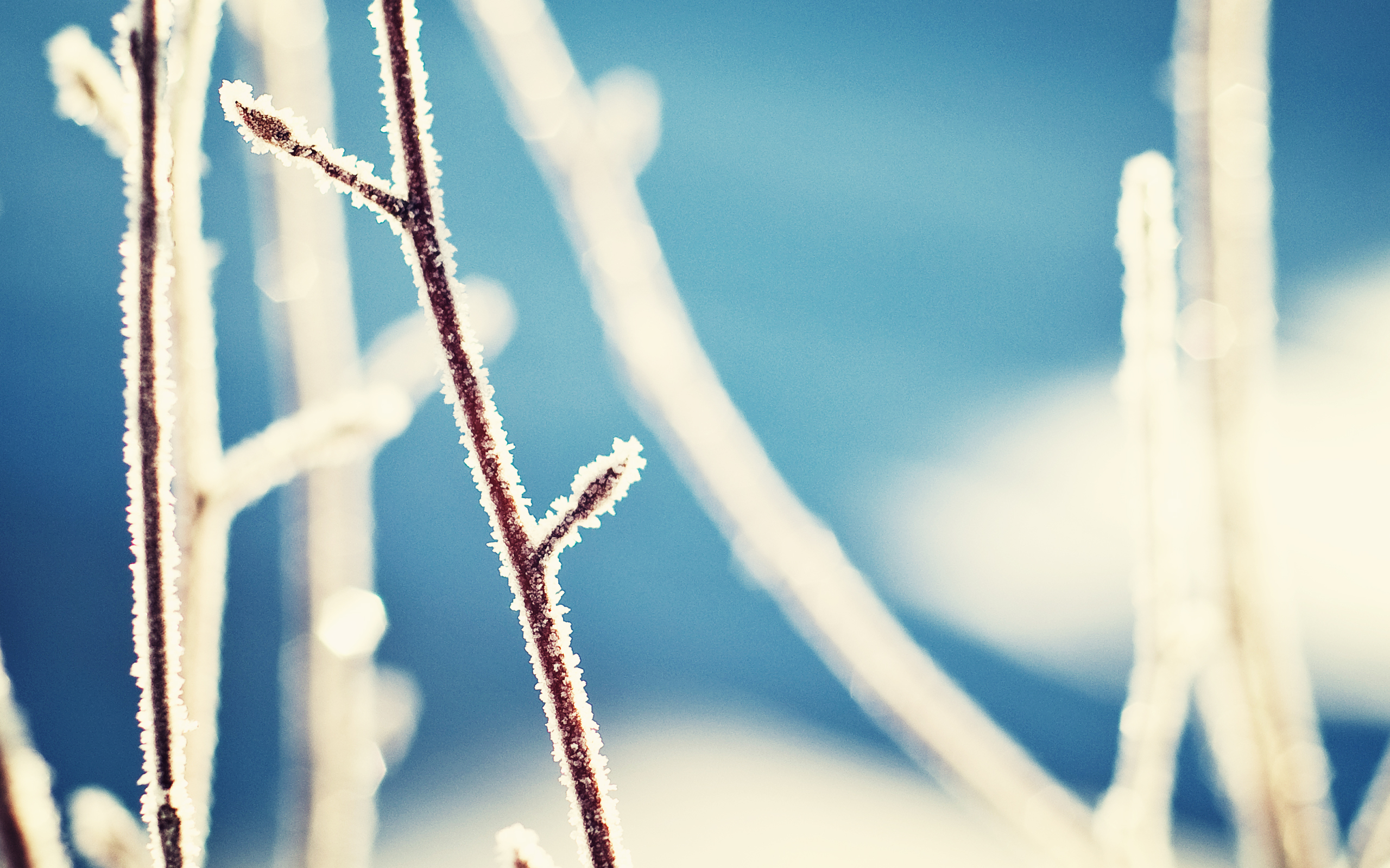 earth, branch, frost QHD