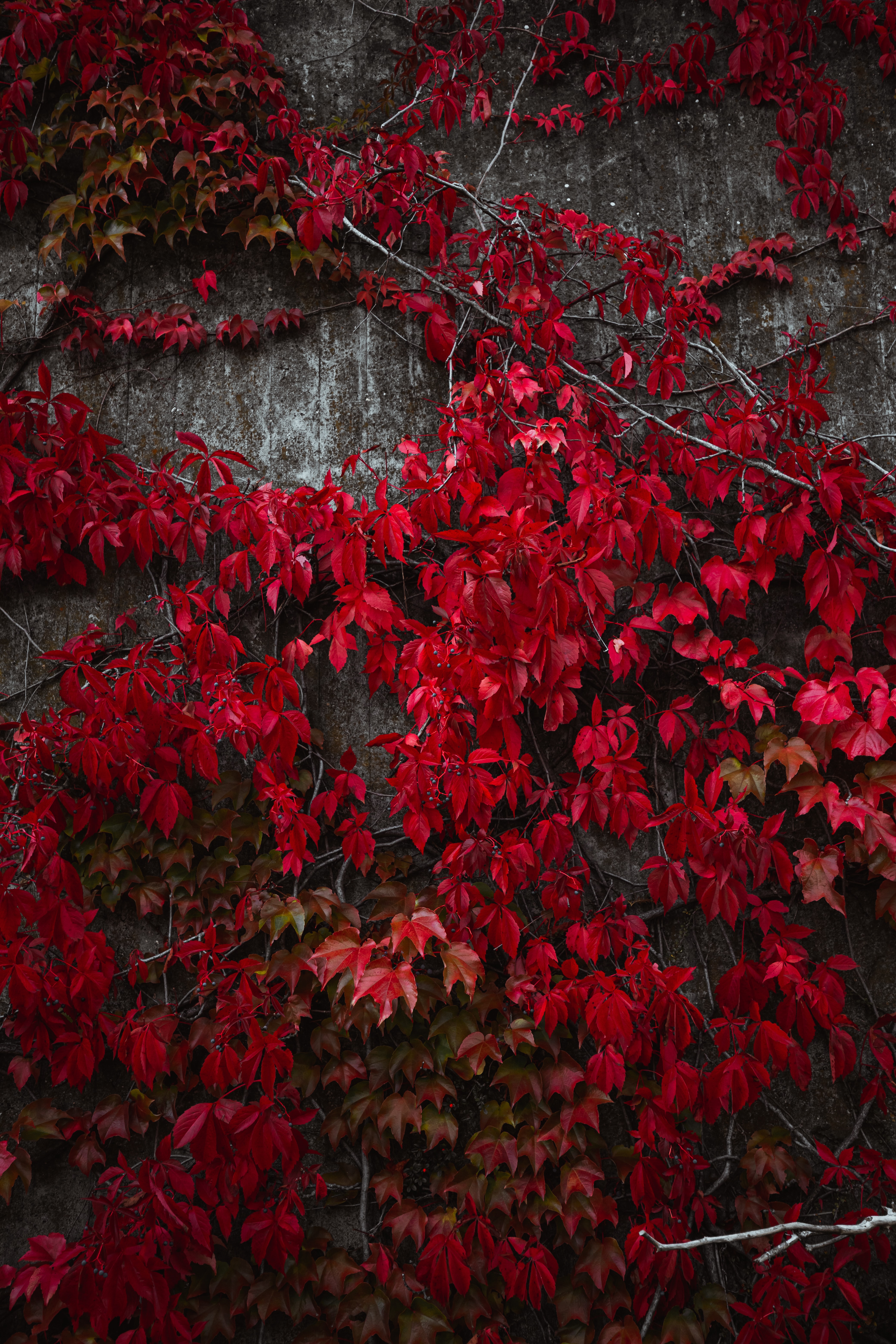 autumn, nature, leaves, red, plant, ivy Desktop Wallpaper
