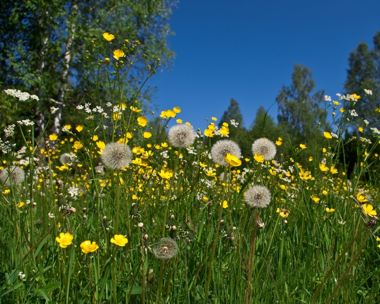 dandelions, plants, flowers, grass 2160p