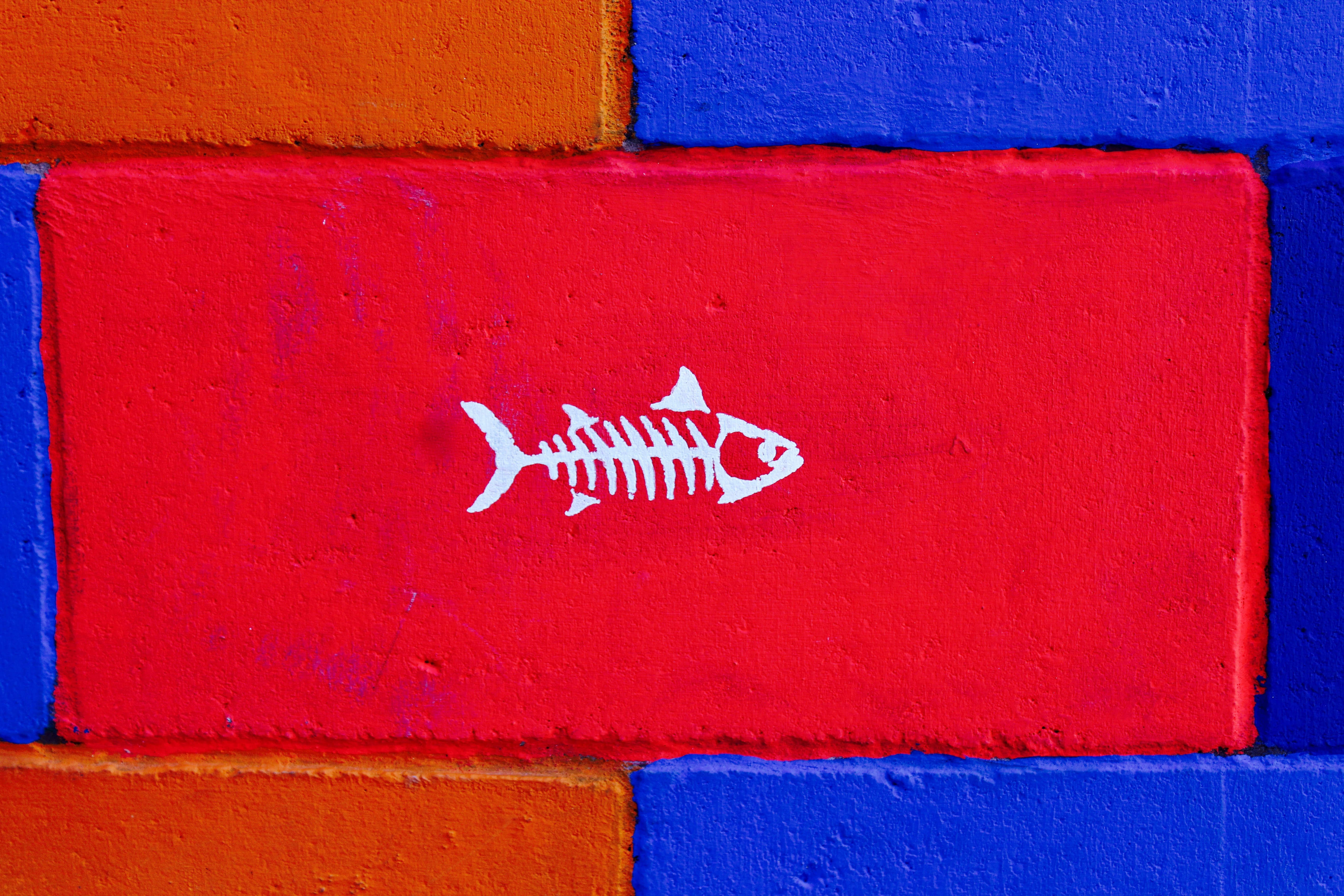 Laden Sie das Ein Fisch, Fisch, Kunst, Wand, Farbe, Minimalismus-Bild kostenlos auf Ihren PC-Desktop herunter