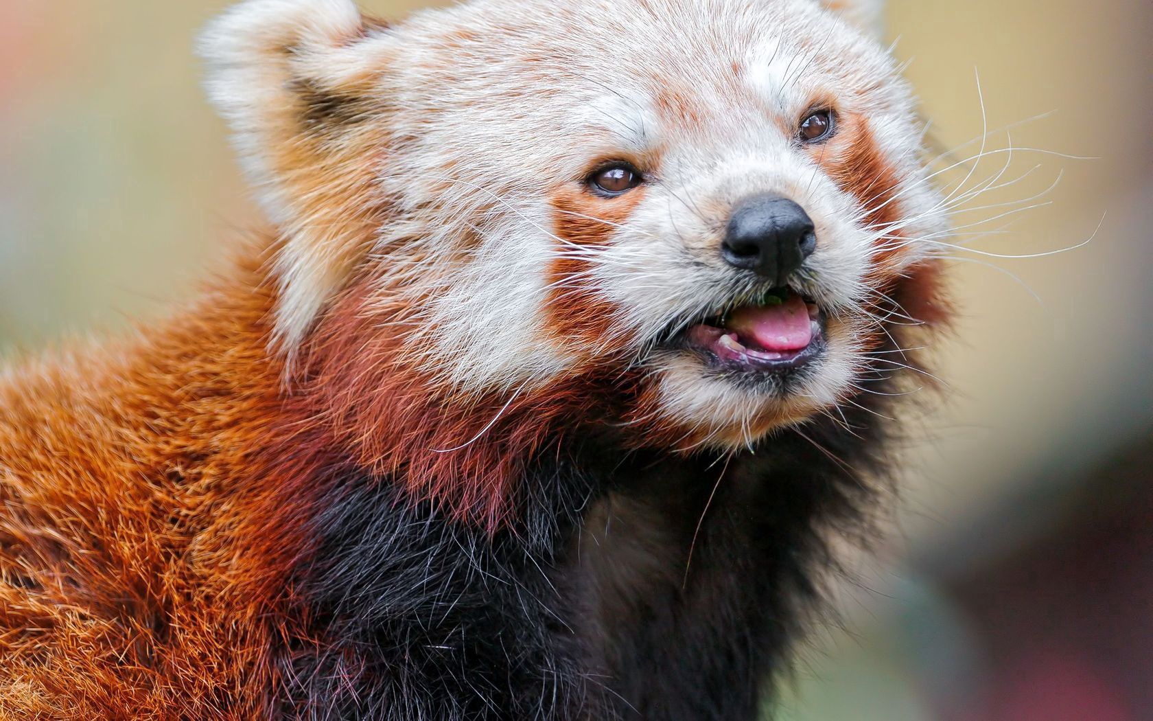 Handy-Wallpaper Sicht, Meinung, Schnauze, Farbe, Roter Panda, Tiere, Tier kostenlos herunterladen.