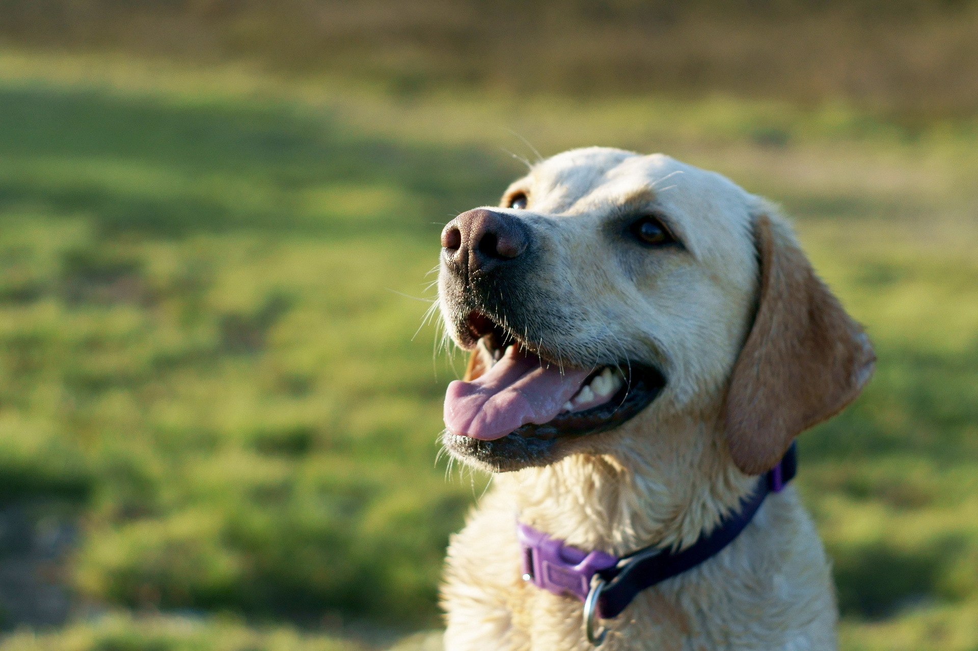 Handy-Wallpaper Hund, Halsband, Kragen, Tiere, Schnauze, Labrador kostenlos herunterladen.