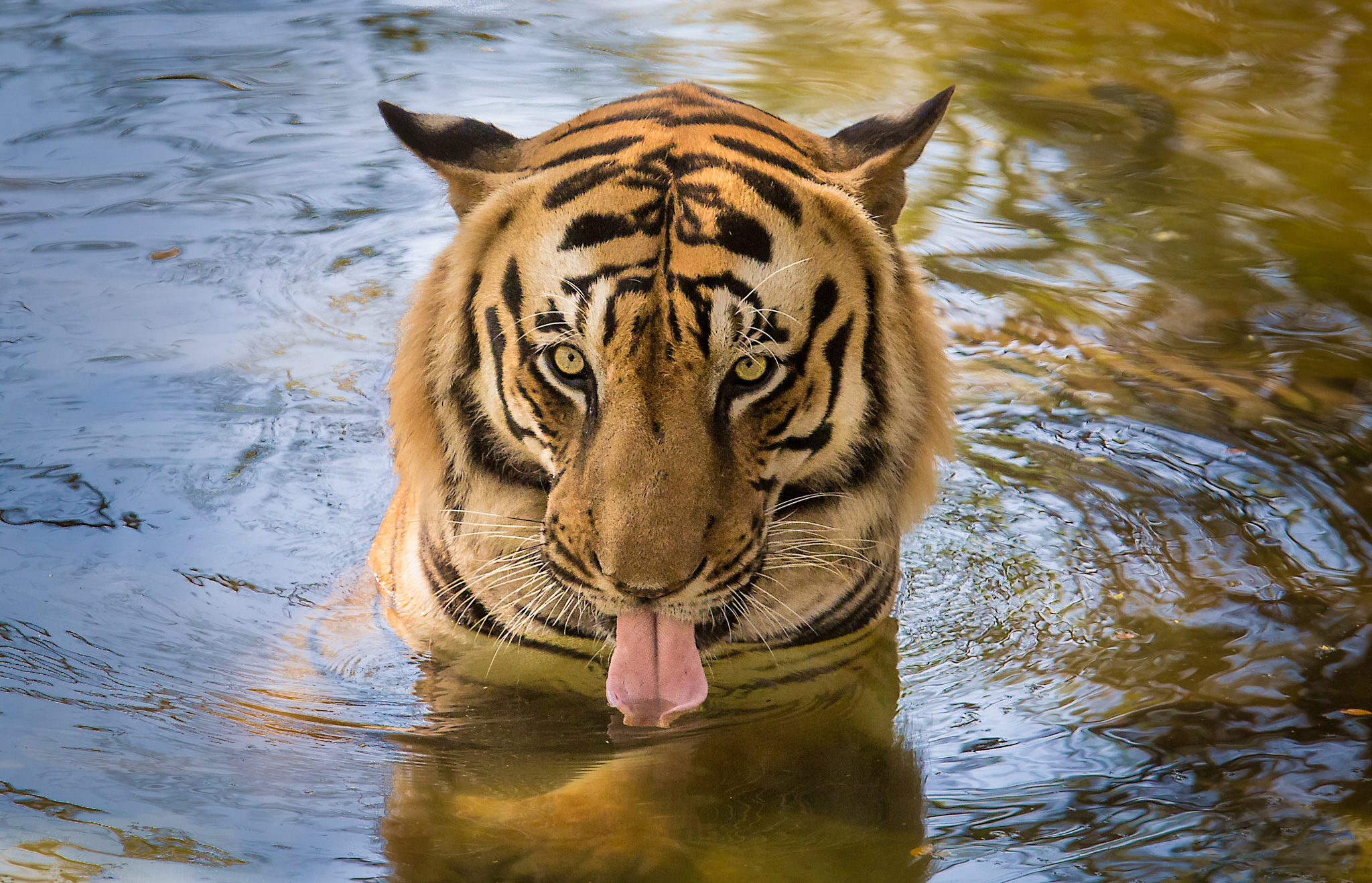 378582 descargar fondo de pantalla animales, tigre, de cerca, cara, lengua, agua, gatos: protectores de pantalla e imágenes gratis