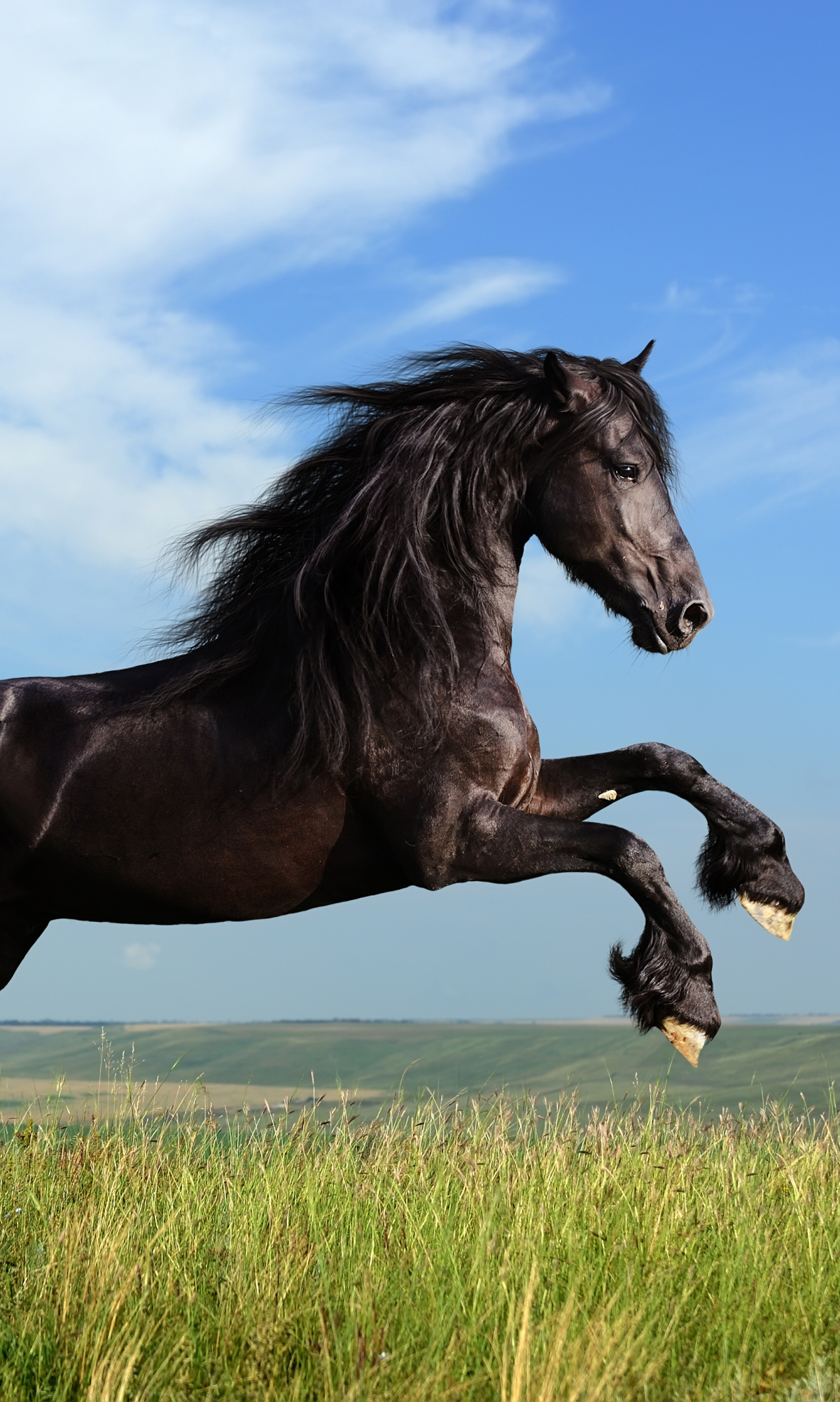 animal, friesian horse, horse 32K