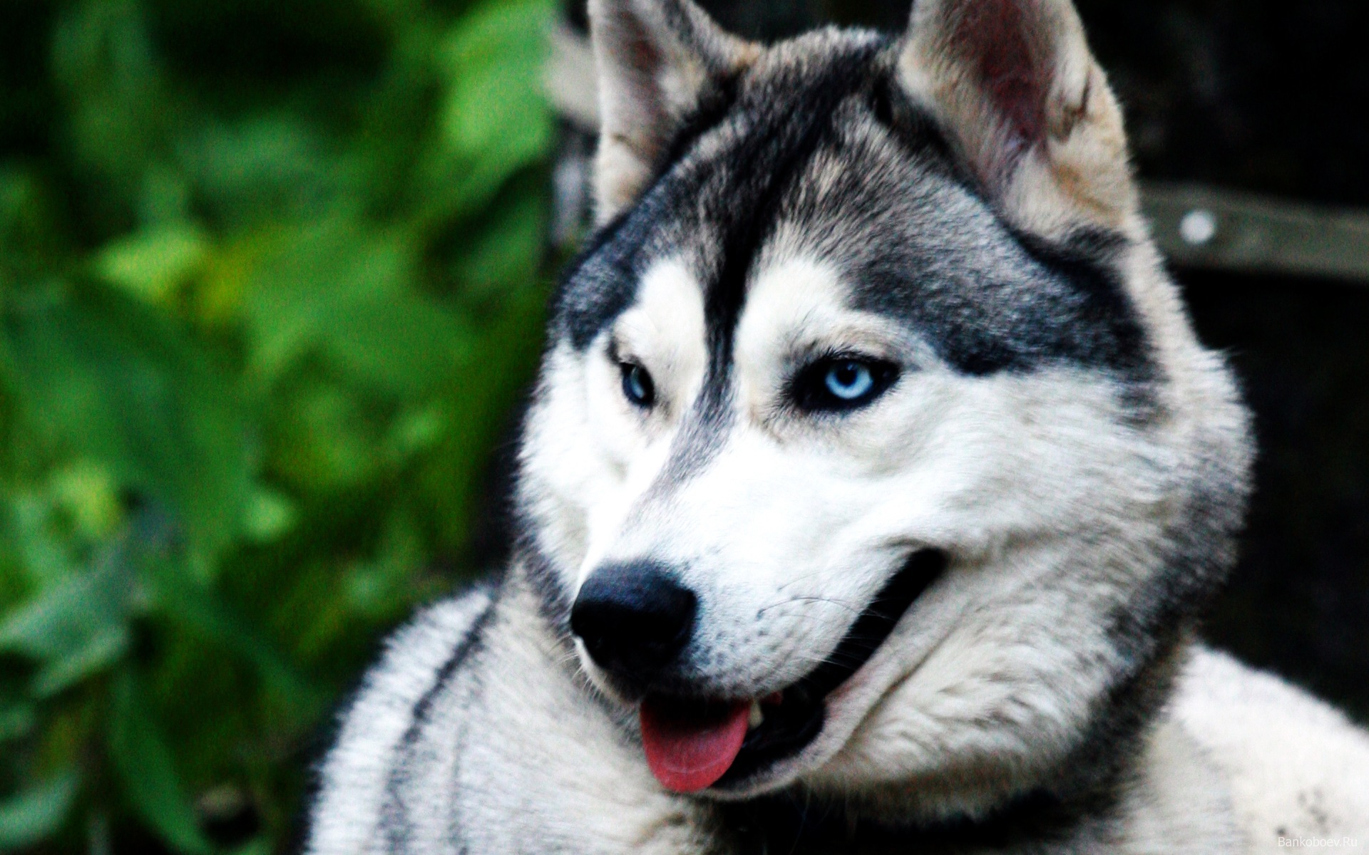 Download mobile wallpaper Wolfs, Animals for free.